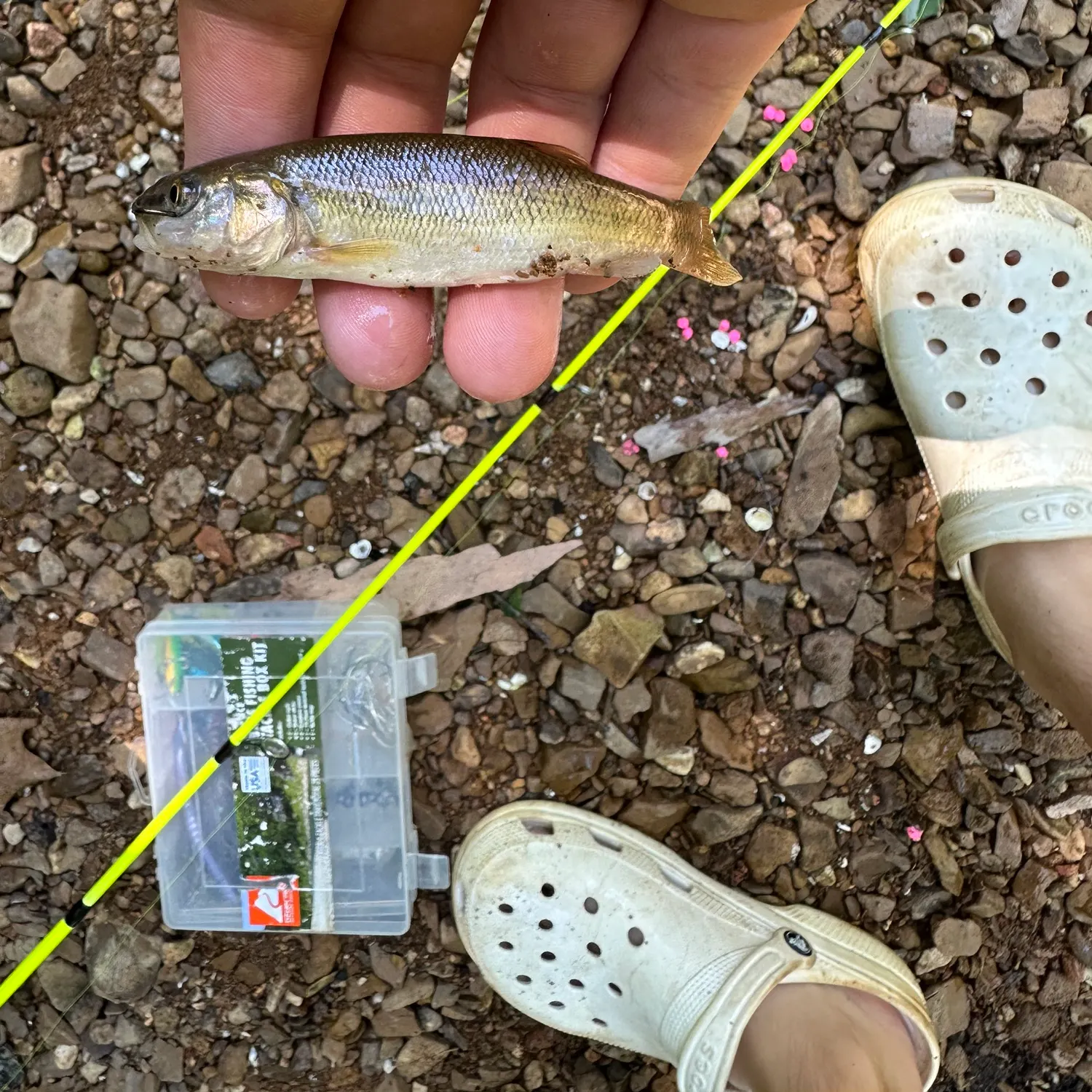 The most recent Creek chub catches on Fishbrain