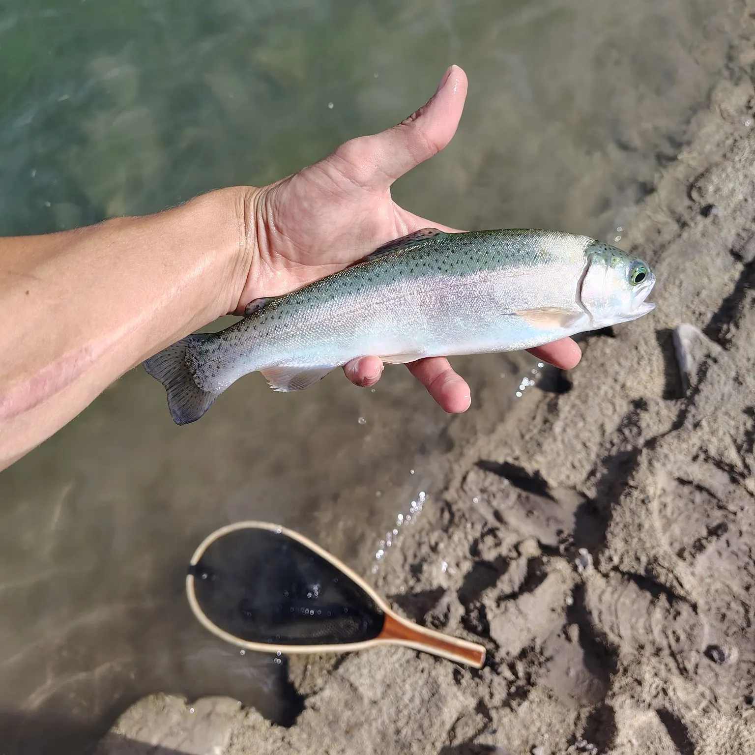 Rainbow trout caught on Fishbrain