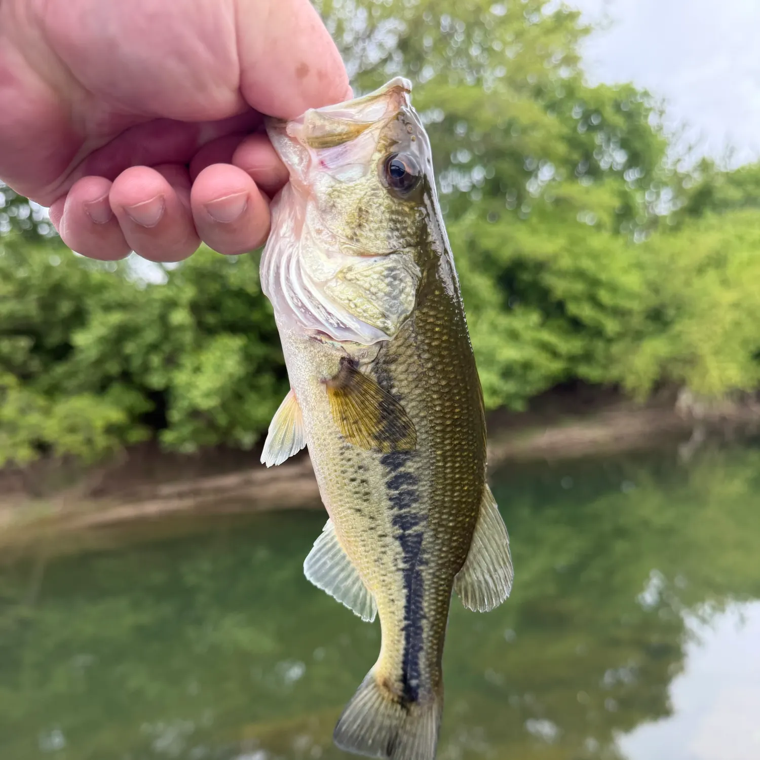 Largemouth bass caught on Fishbrain
