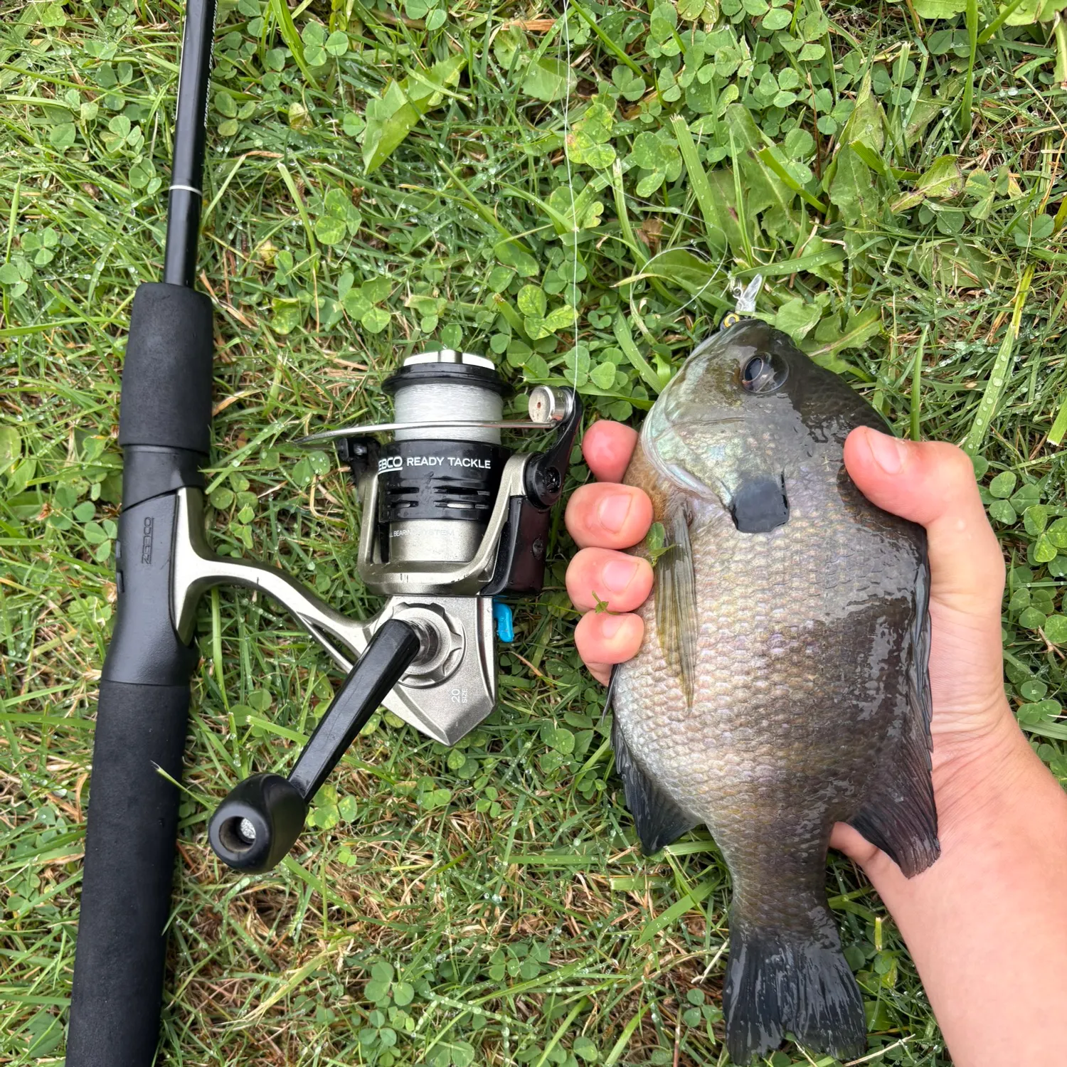 Bluegill caught on Fishbrain