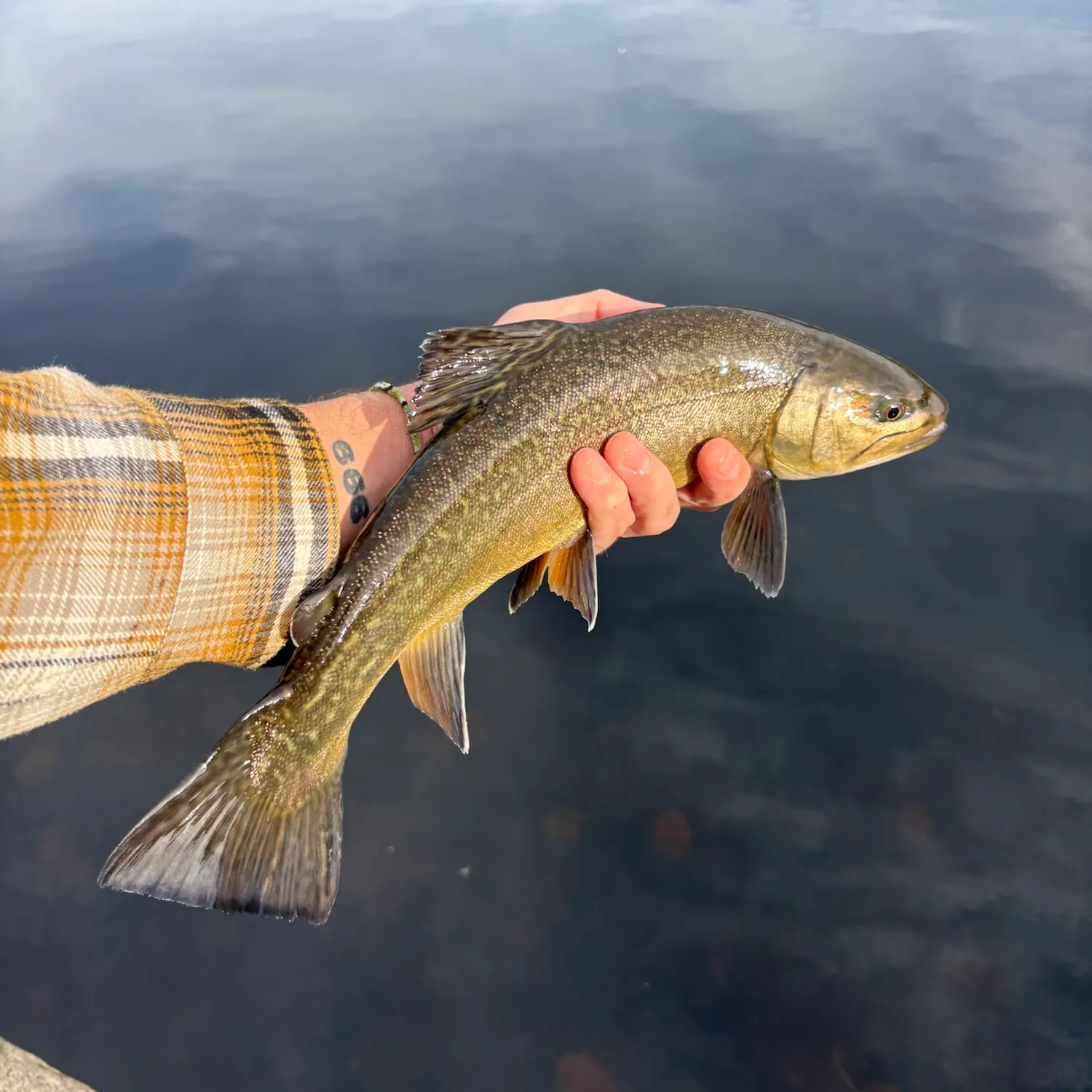 Tiger trout caught on Fishbrain