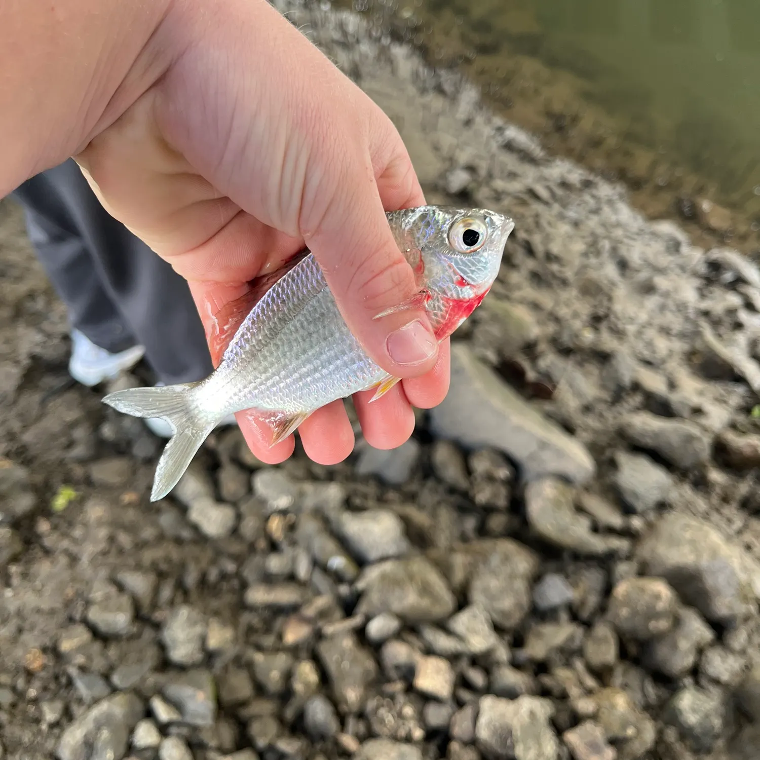The most recent Common silver belly catches on Fishbrain