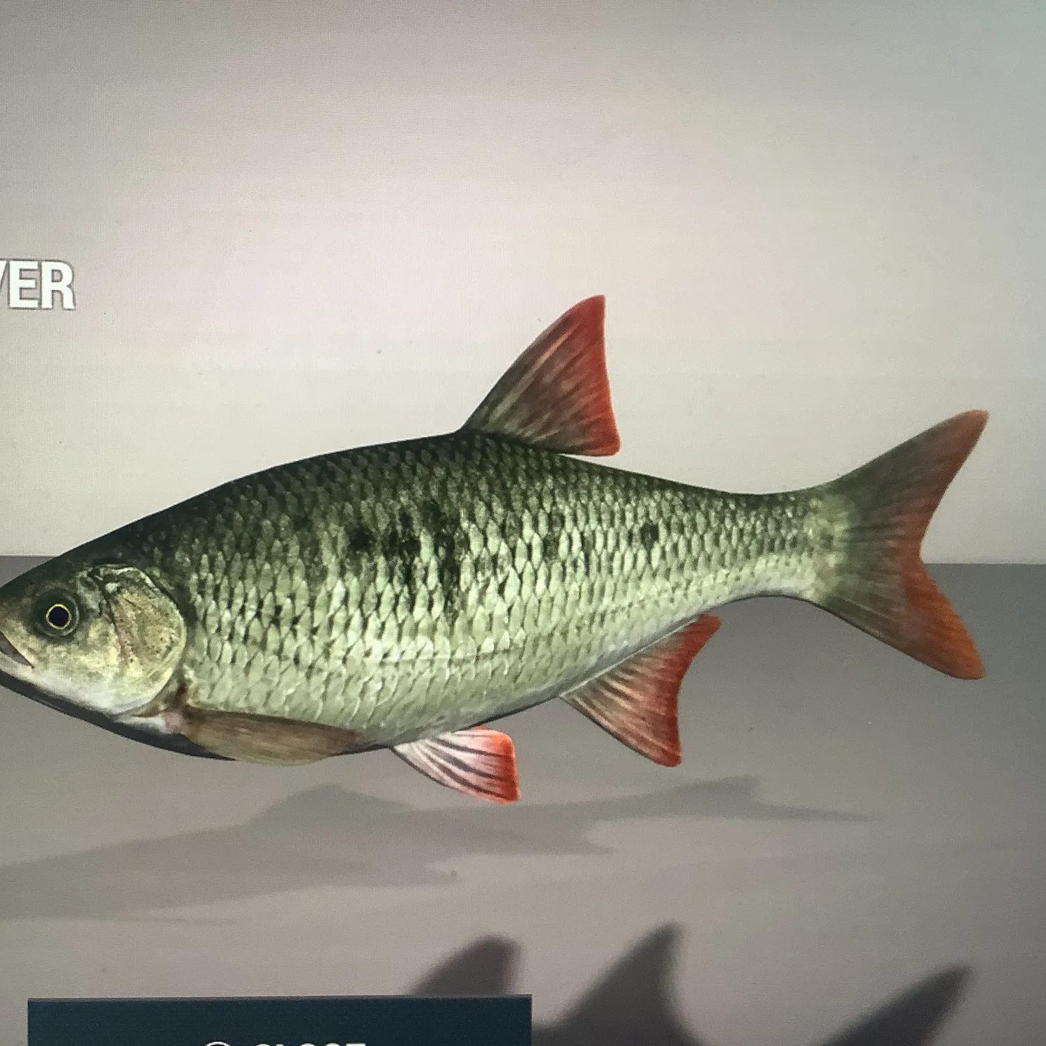 The most recent Common shiner catches on Fishbrain