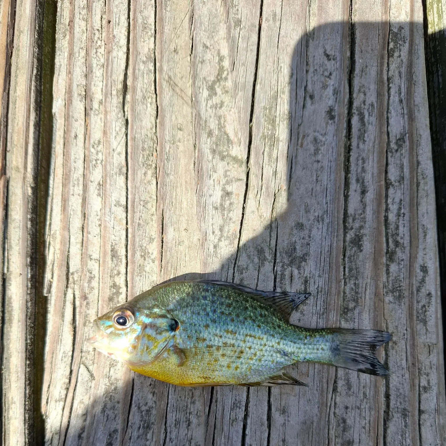 Pumpkinseed caught on Fishbrain