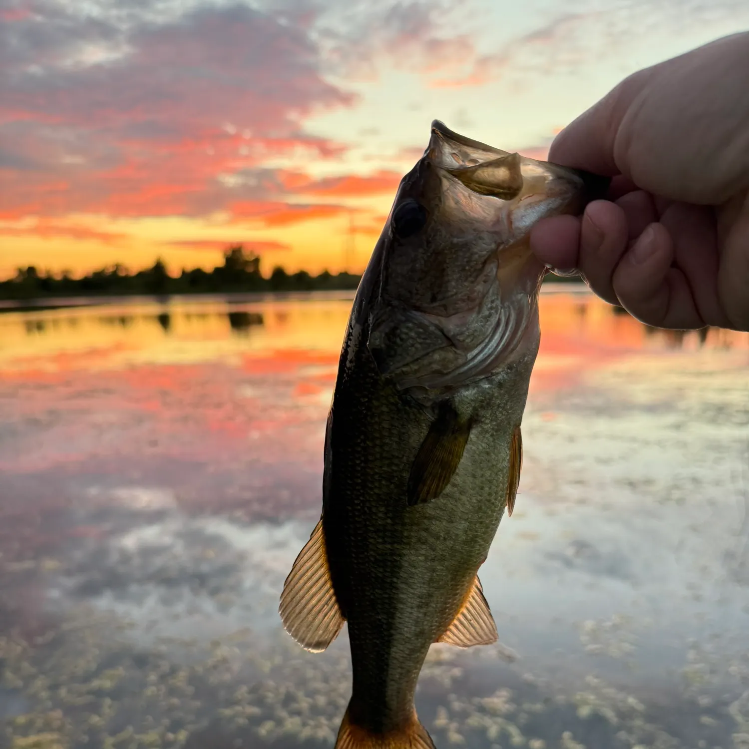 Largemouth bass caught on Fishbrain