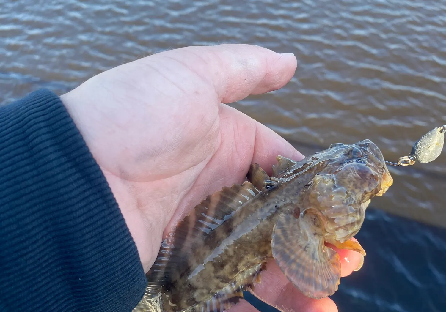 Oyster toadfish