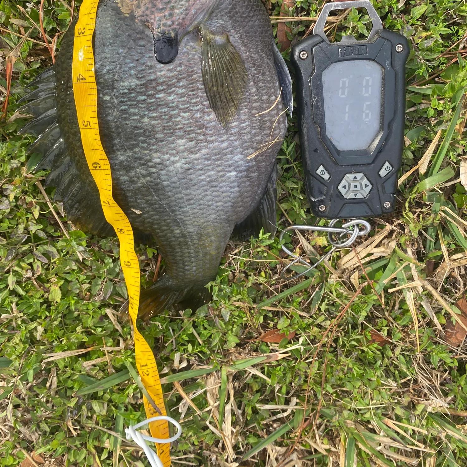 The most recent Bluegill catches on Fishbrain