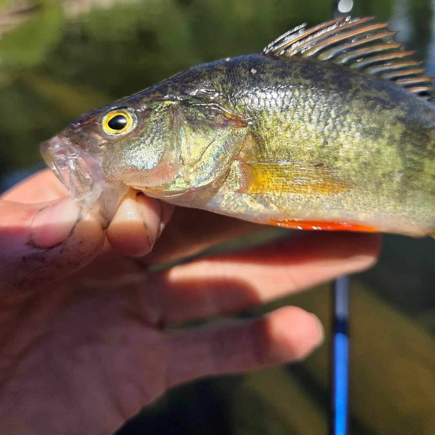 Yellow perch caught on Fishbrain