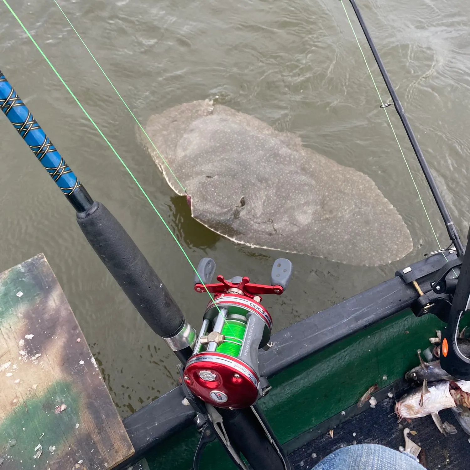 The most recent Australian butterfly ray catches on Fishbrain