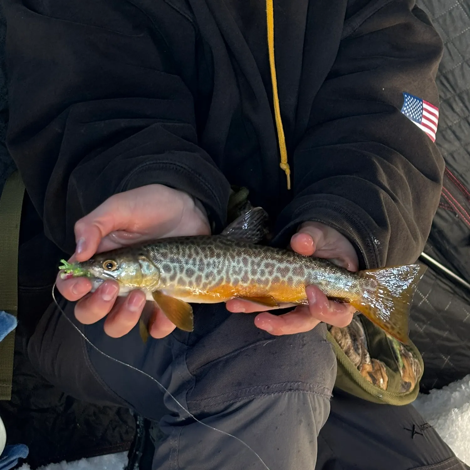 Tiger trout caught on Fishbrain