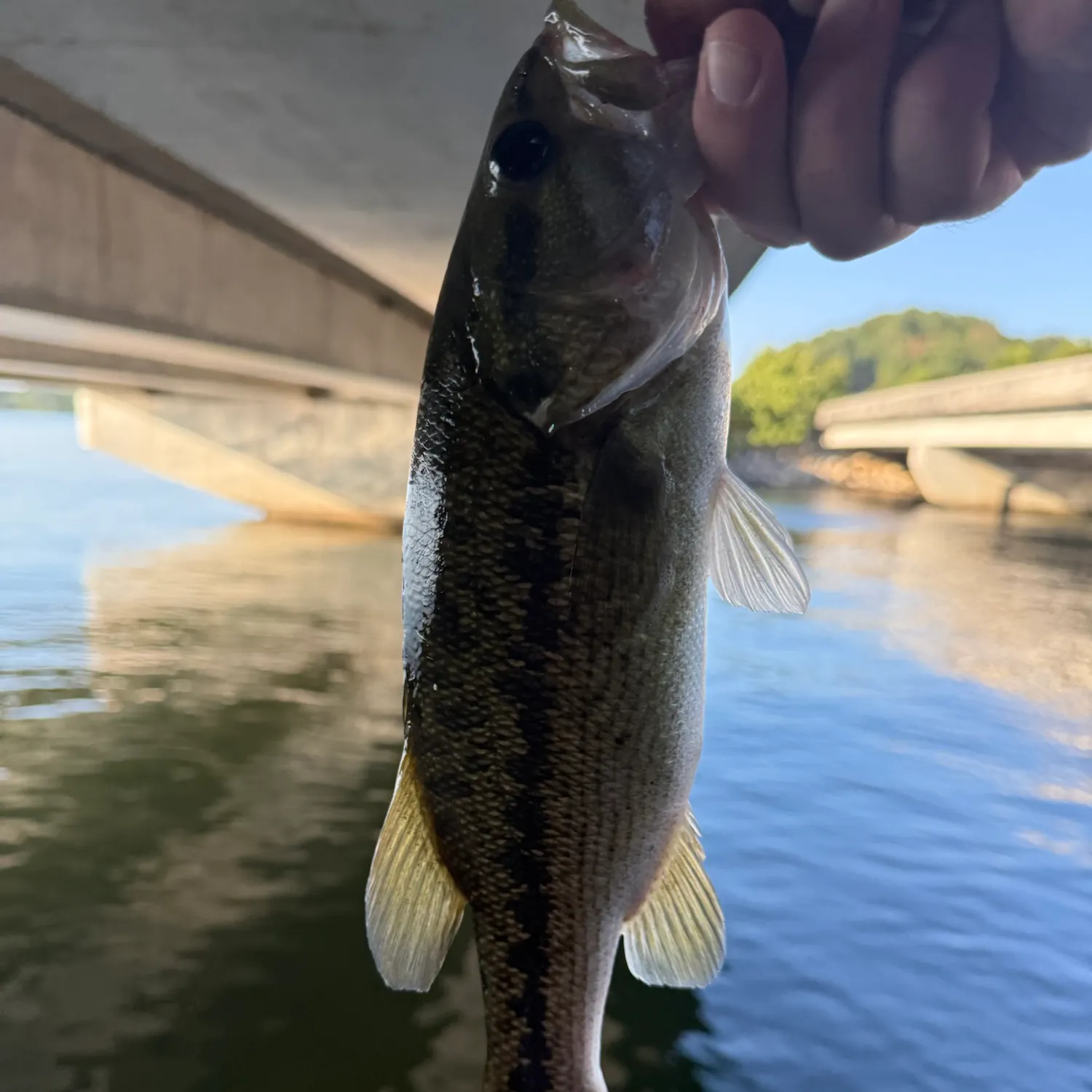 Spotted bass caught on Fishbrain