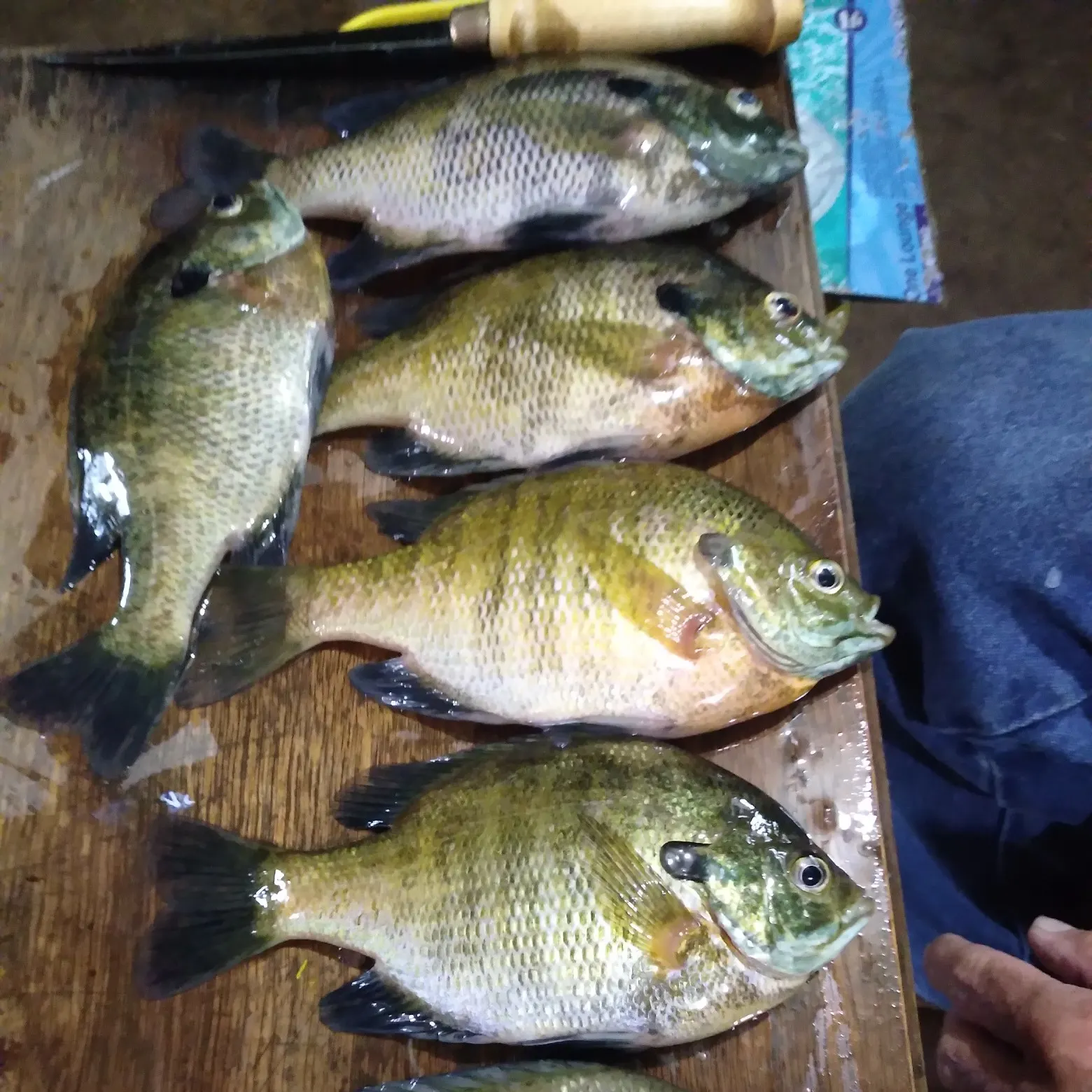 recently logged catches