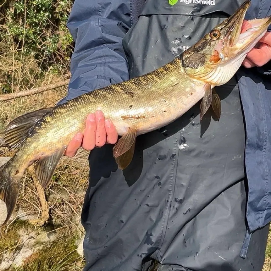 The most recent Northern pike catches on Fishbrain