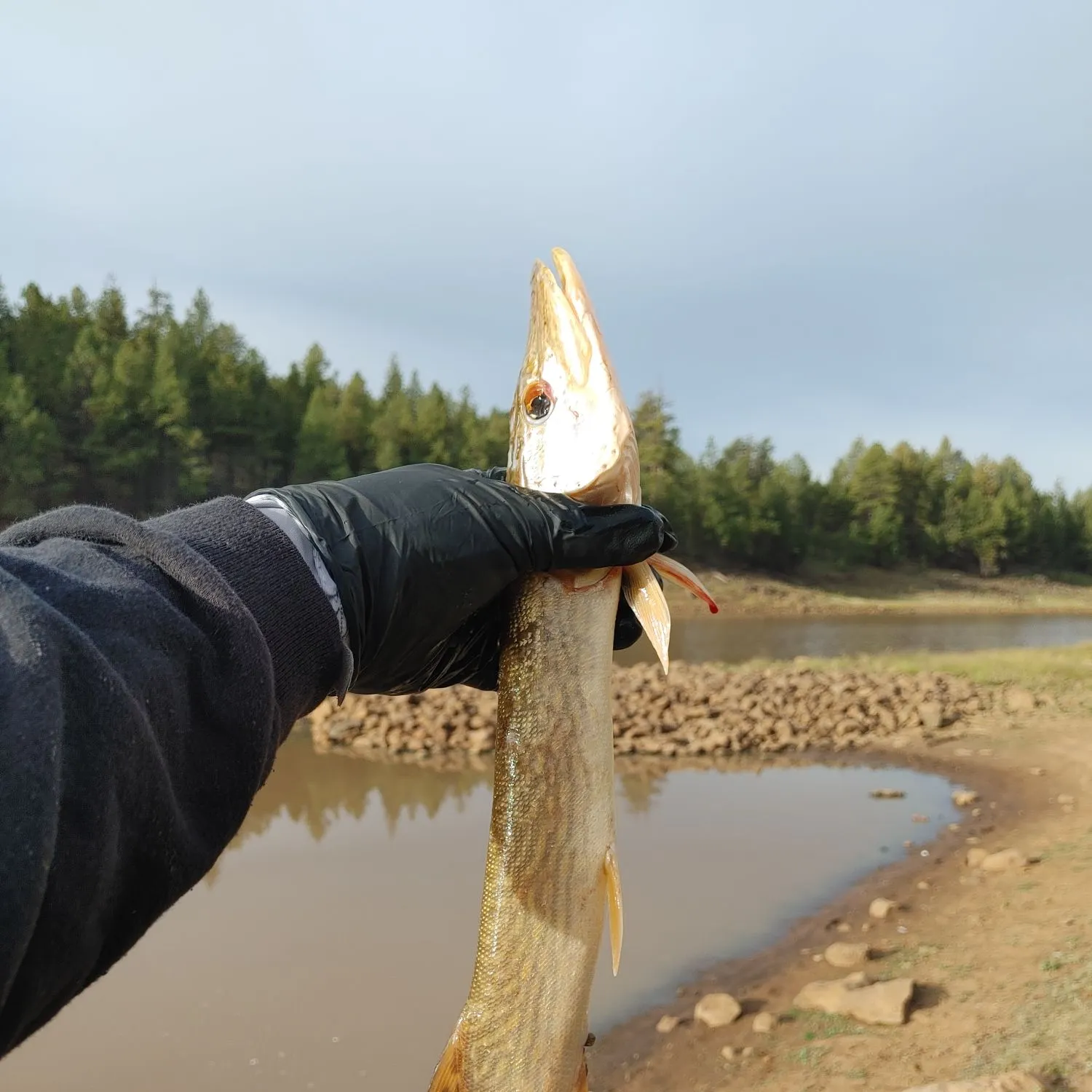 Northern pike caught on Fishbrain