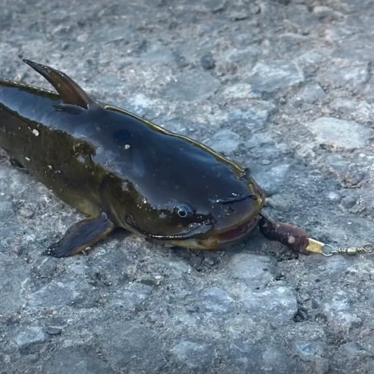 Black bullhead caught on Fishbrain