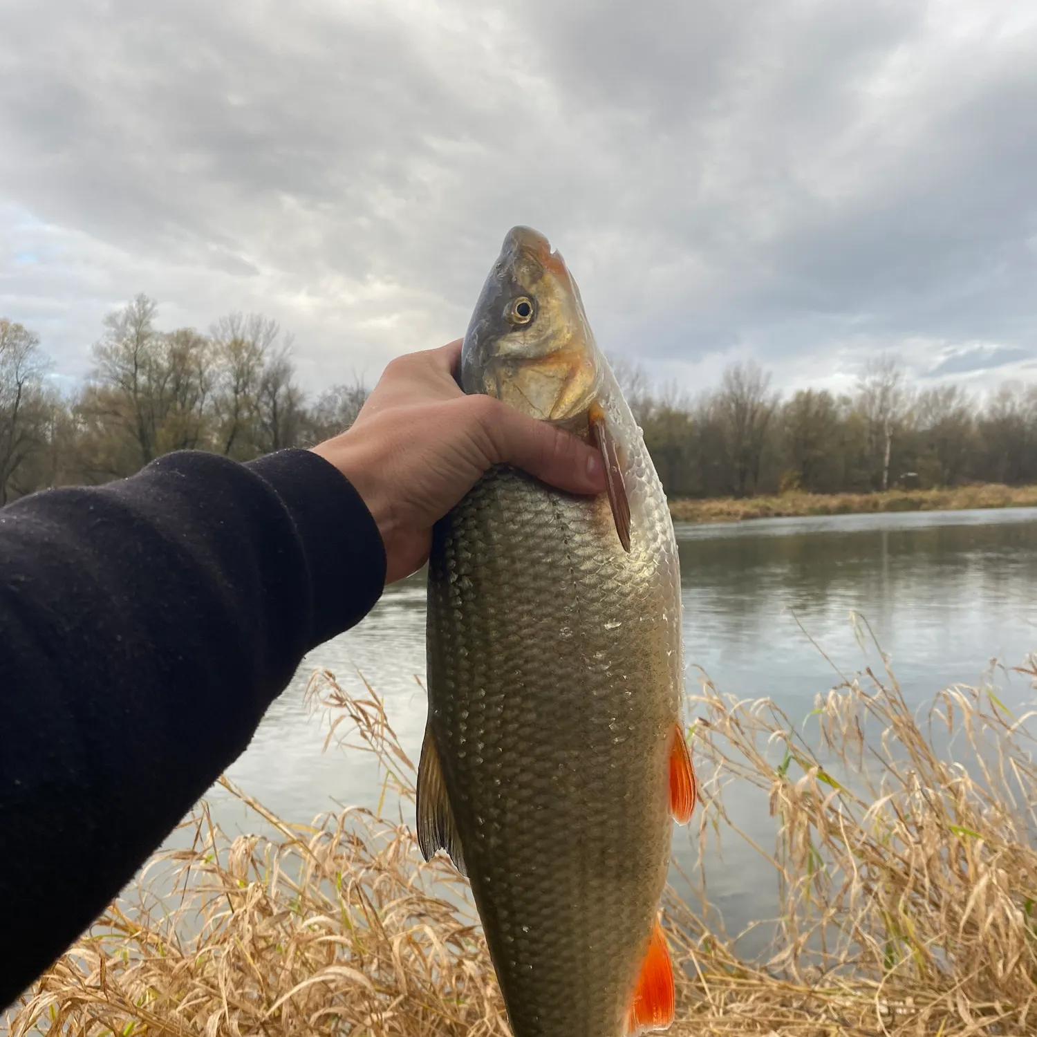 The most recent Common nase catches on Fishbrain