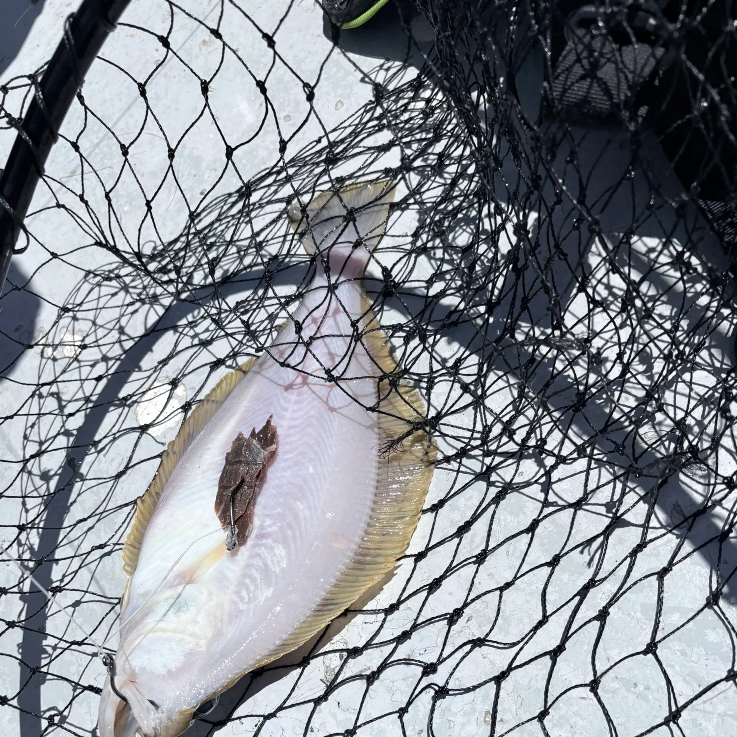 The most recent Northern rock sole catches on Fishbrain