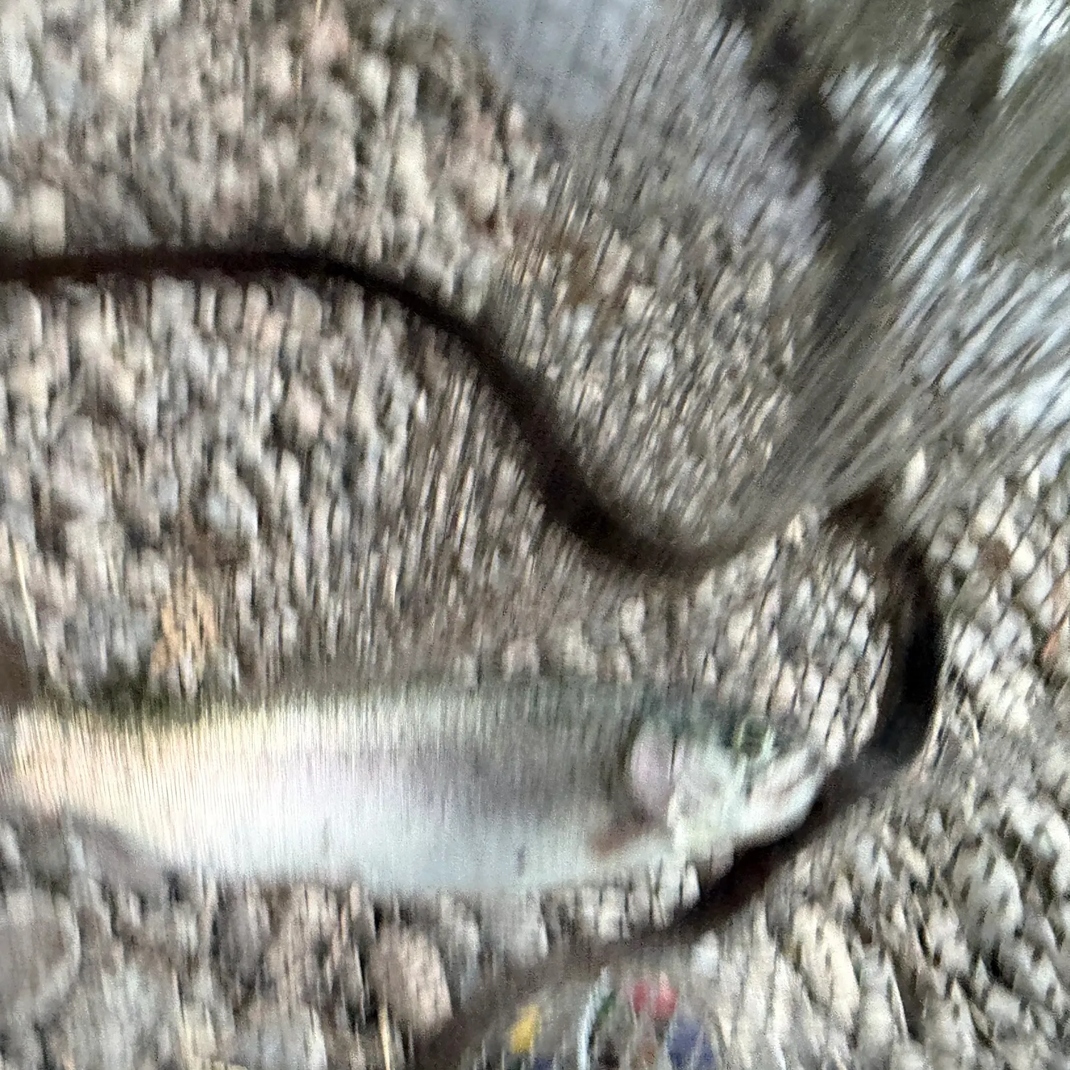 Rainbow trout caught on Fishbrain