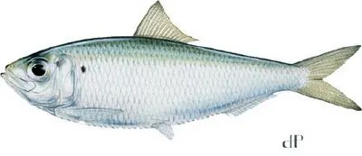 Baitfish