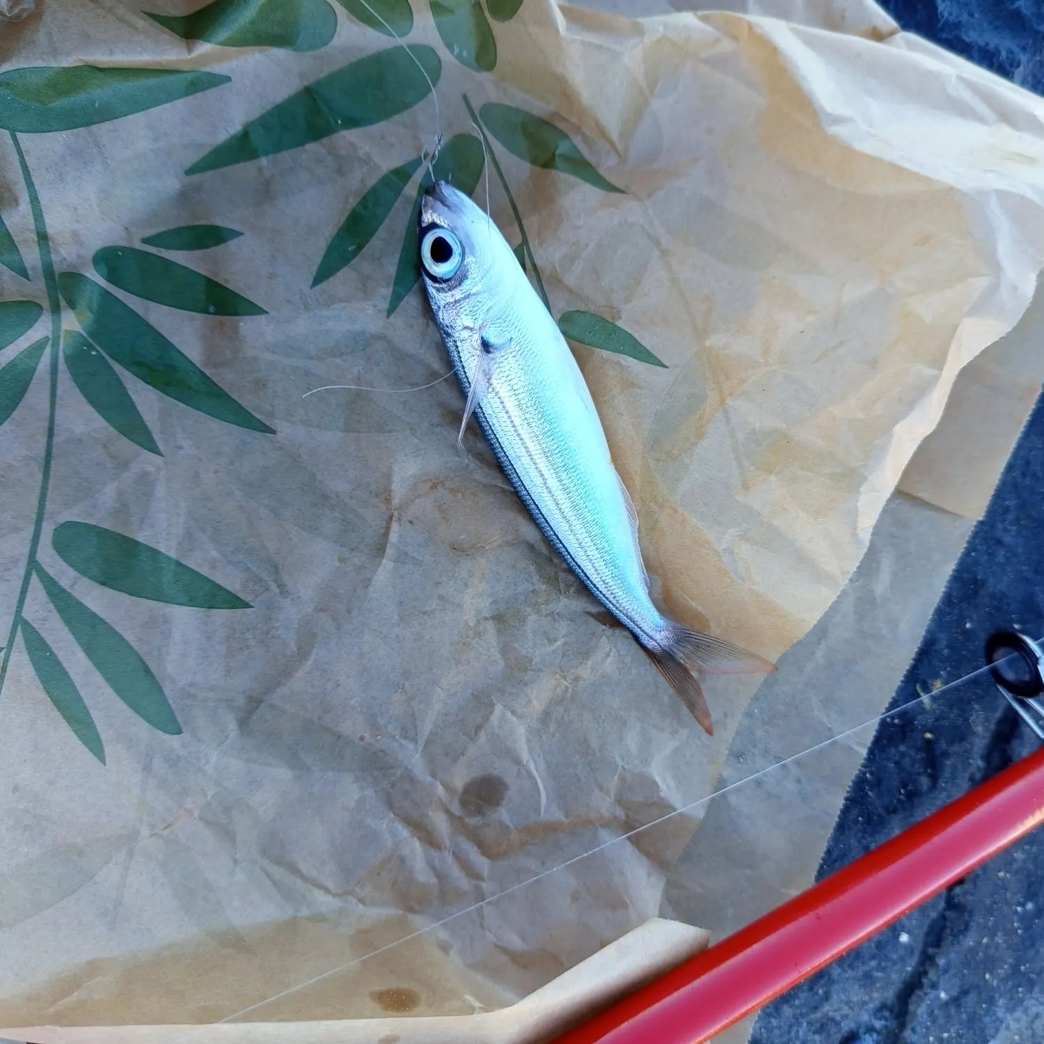 The most recent Prickly puffer catches on Fishbrain