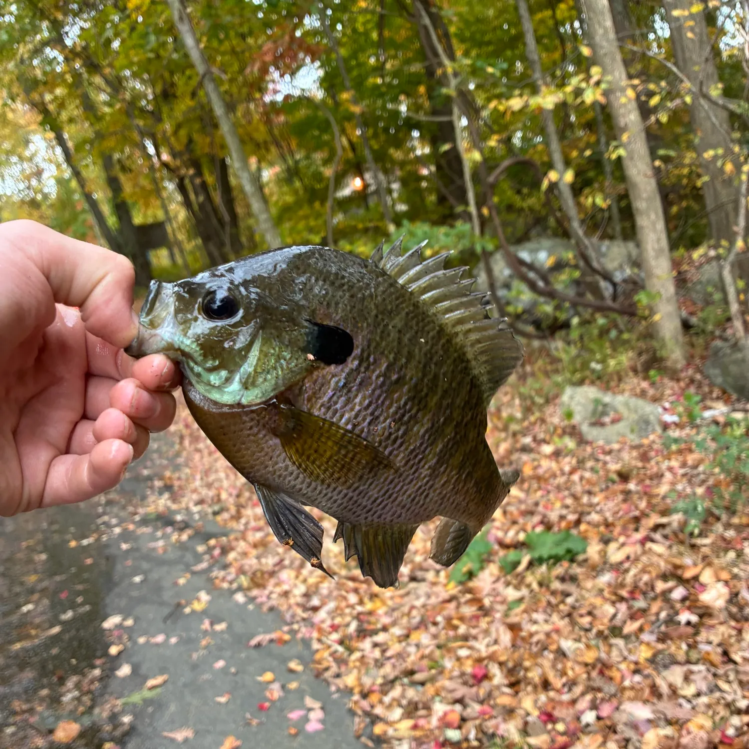 Bluegill caught on Fishbrain