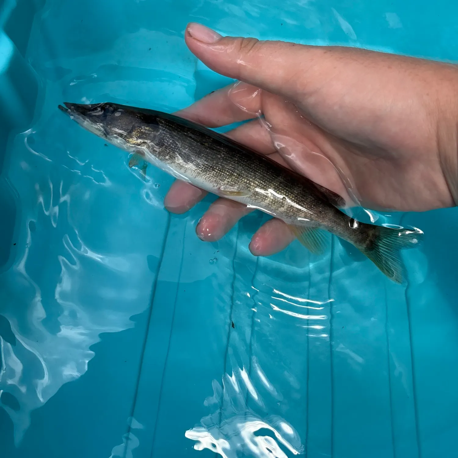 The most recent Grass pickerel catches on Fishbrain