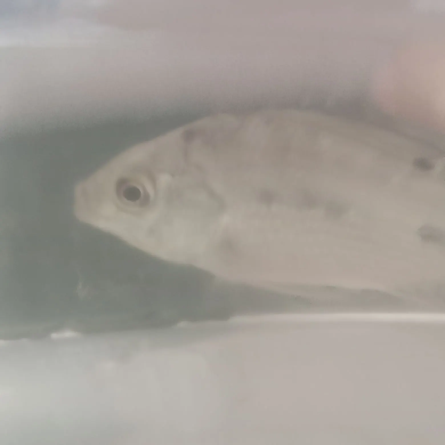 The most recent Nile tilapia catches on Fishbrain