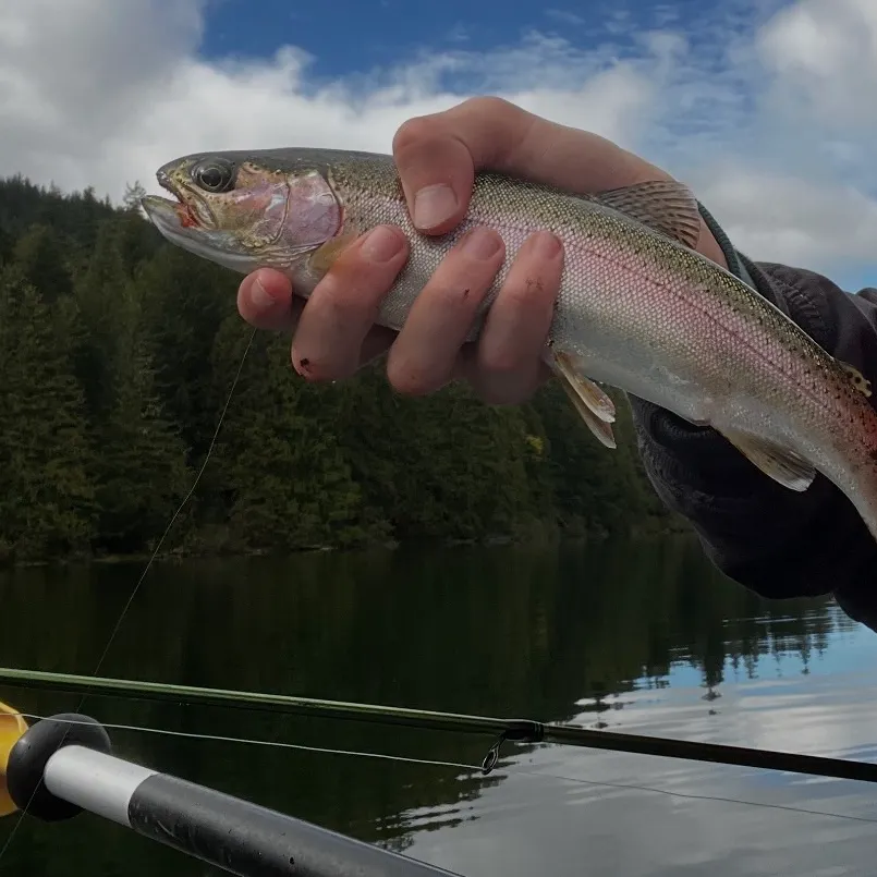 Rainbow trout caught on Fishbrain