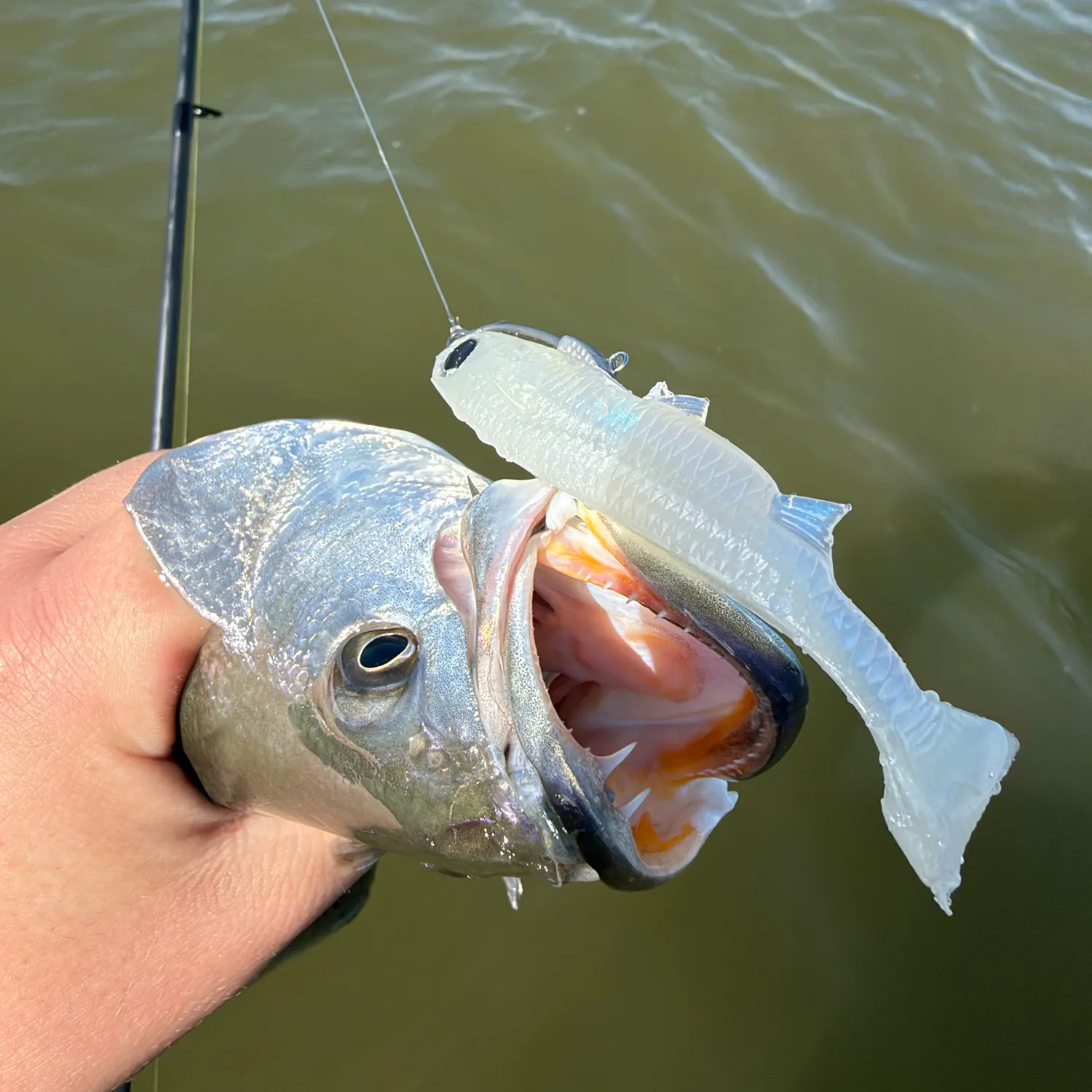 Spotted seatrout caught on Fishbrain