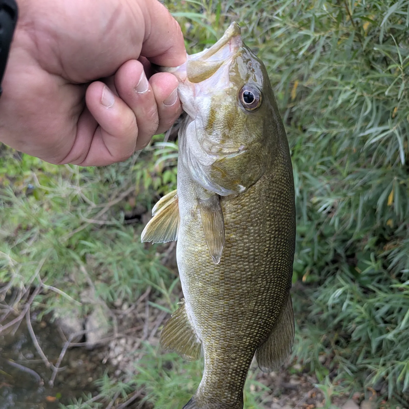 Smallmouth bass caught on Fishbrain