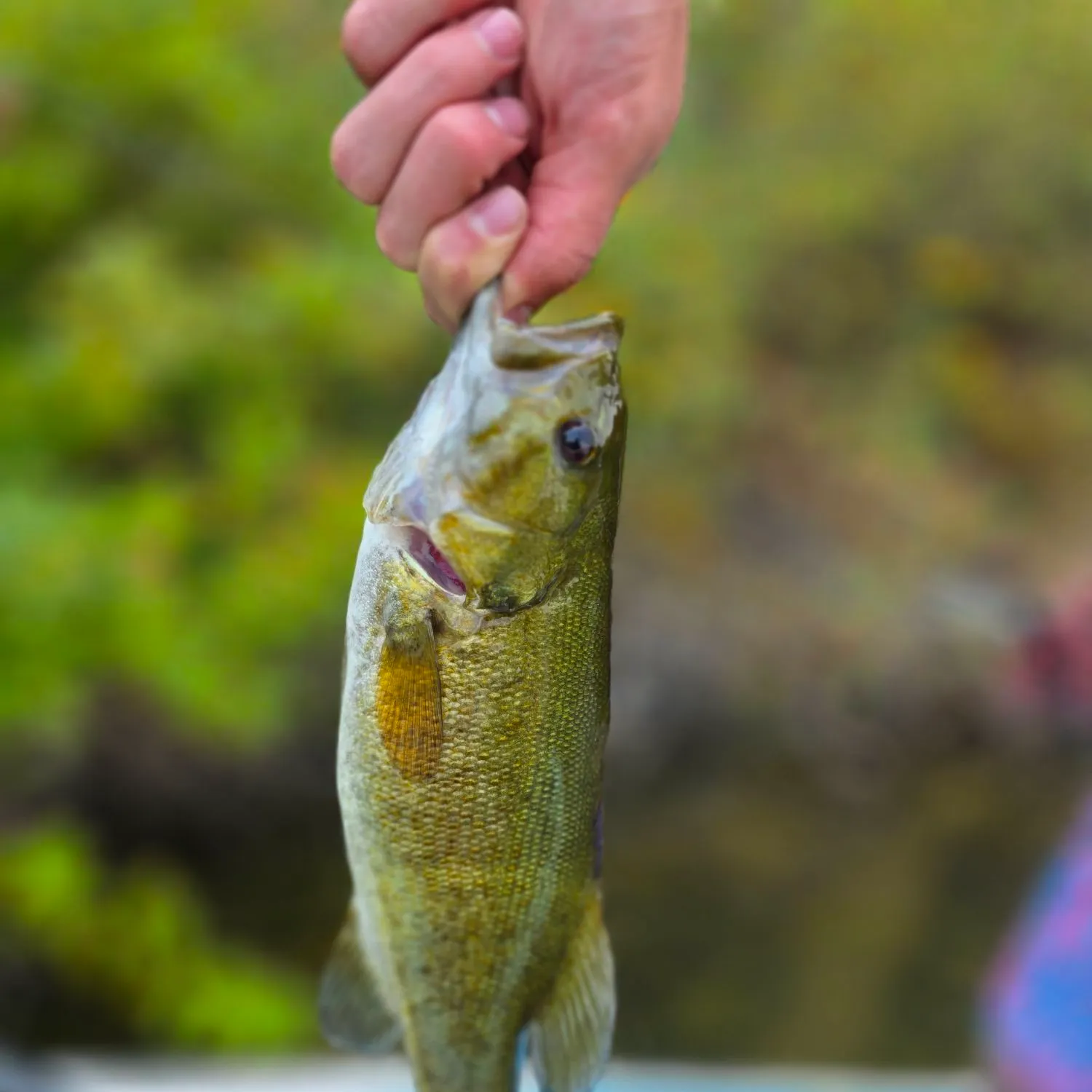 Smallmouth bass caught on Fishbrain