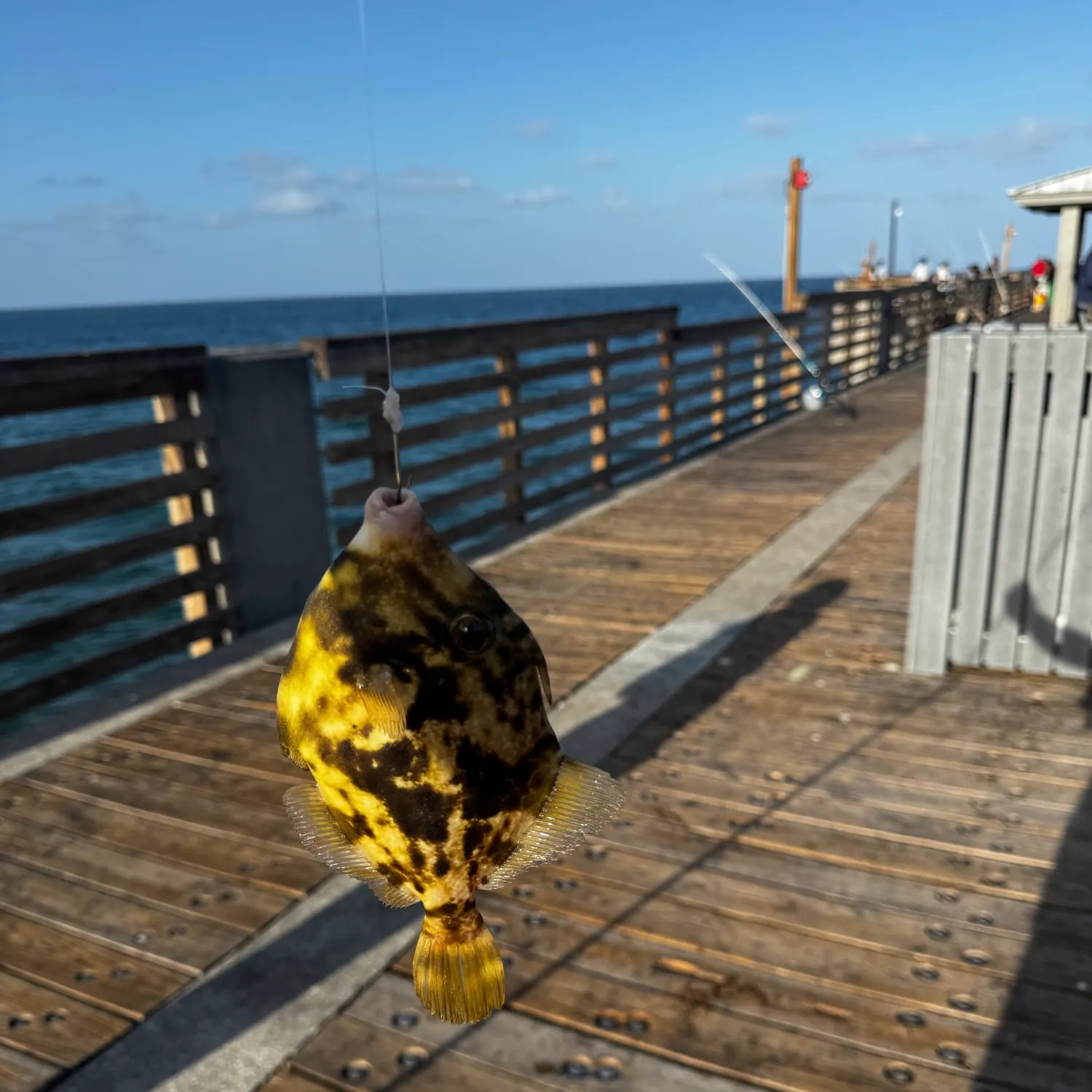 The most recent Planehead filefish catches on Fishbrain