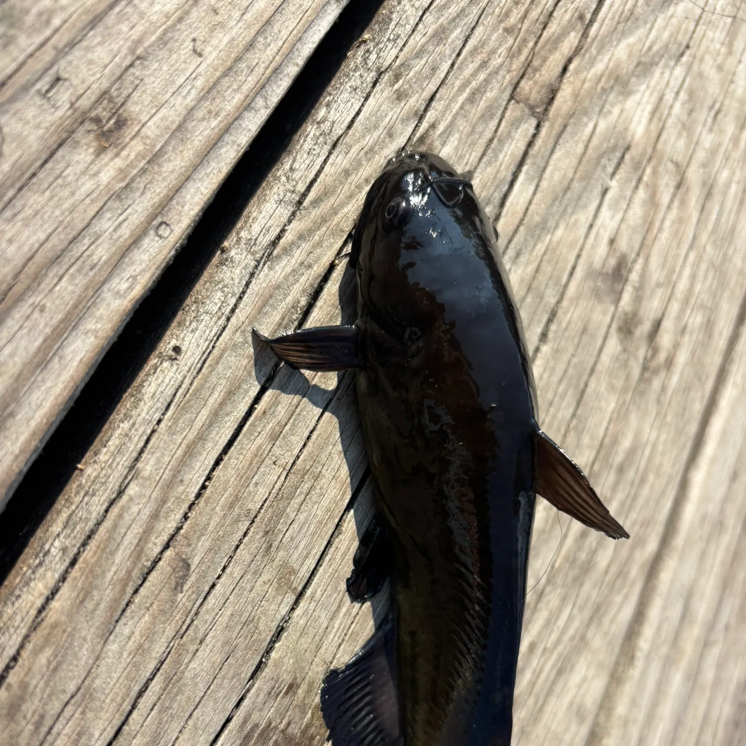 Black bullhead caught on Fishbrain