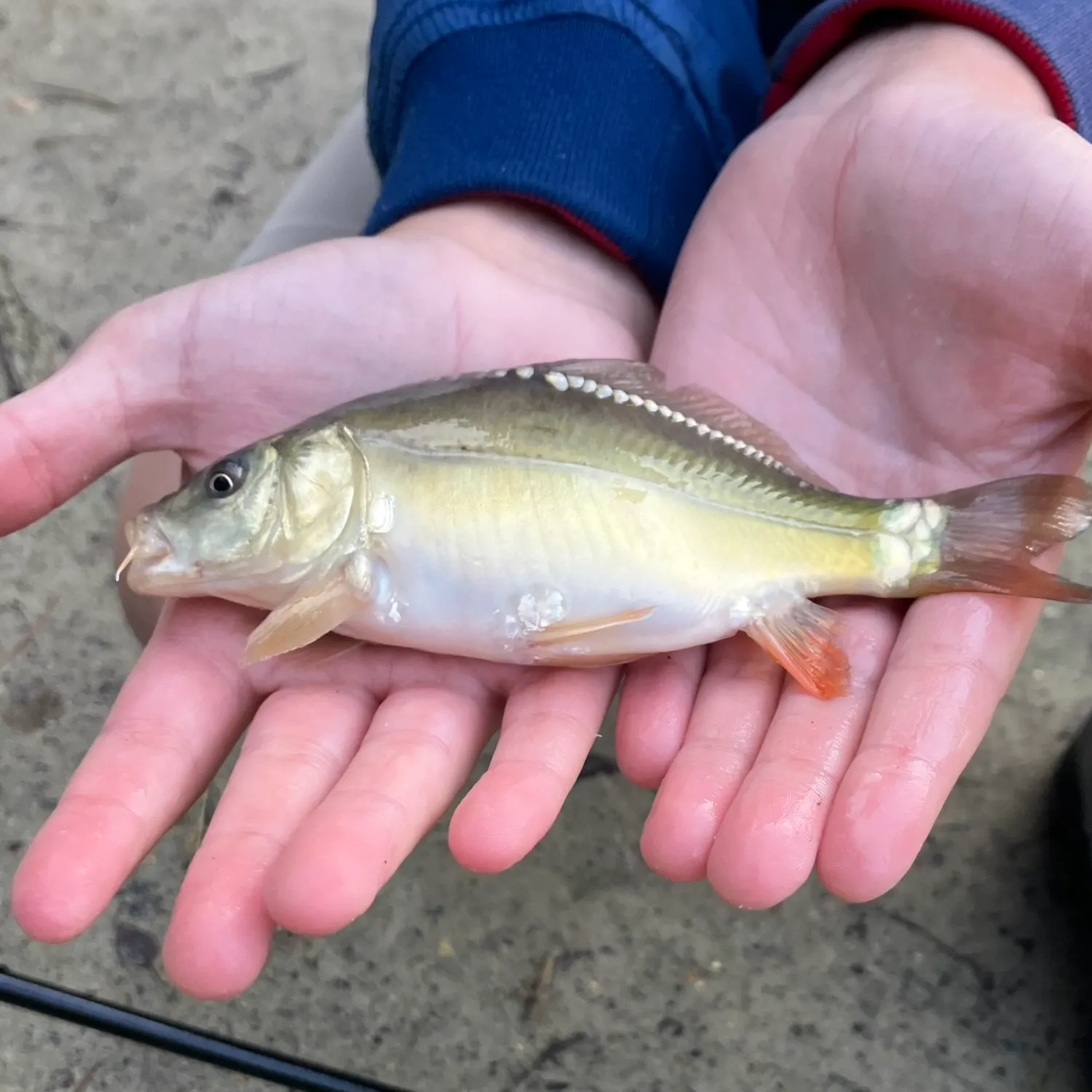 Mirror carp caught on Fishbrain