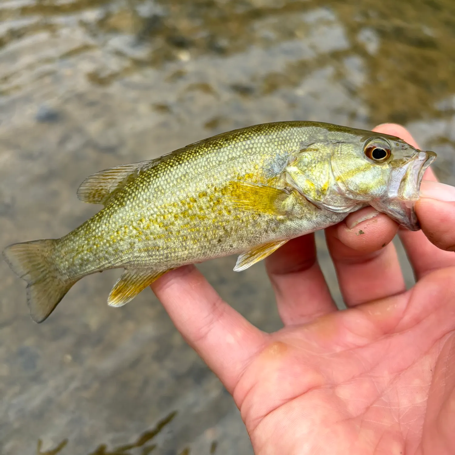 Smallmouth bass caught on Fishbrain