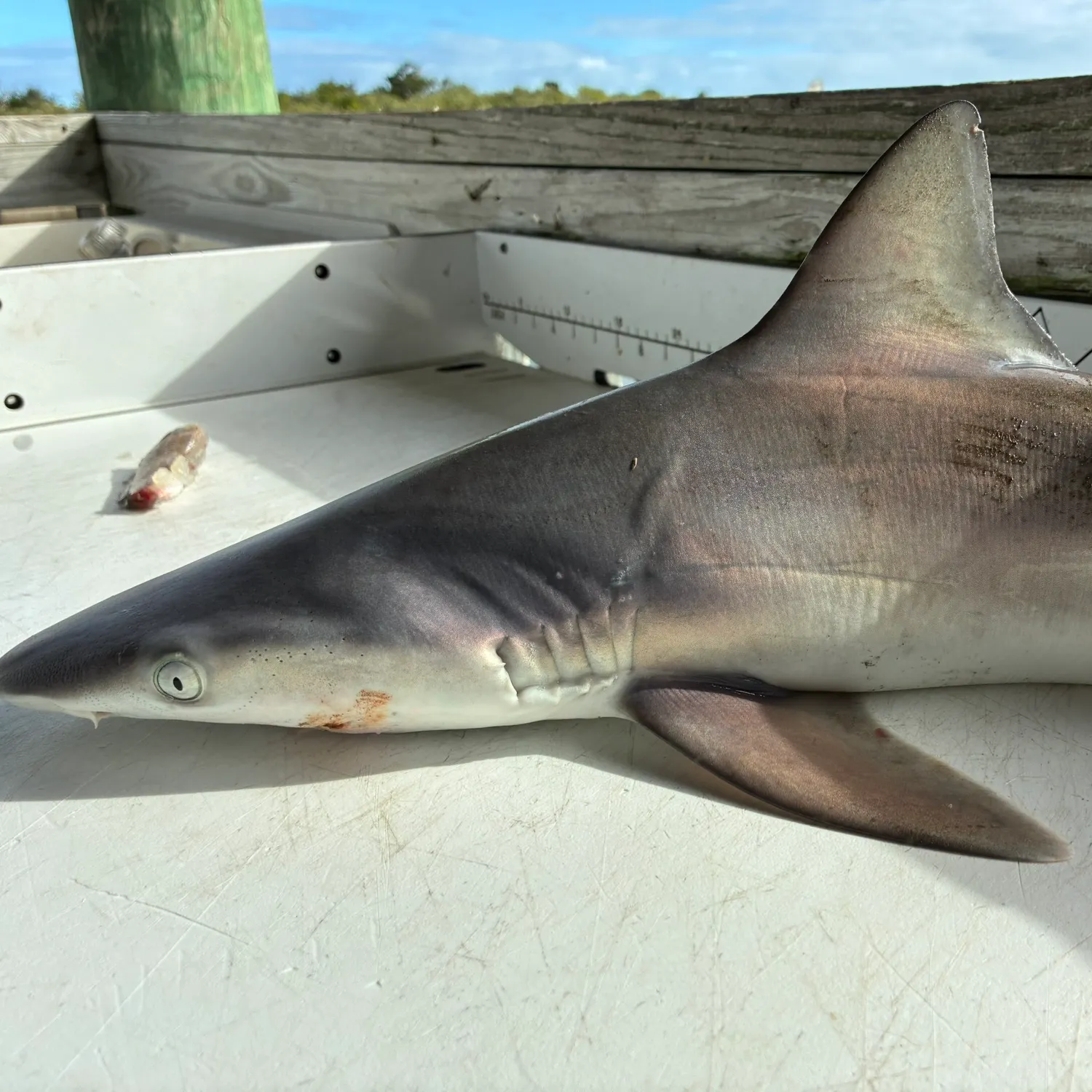 The most recent Sandbar shark catches on Fishbrain