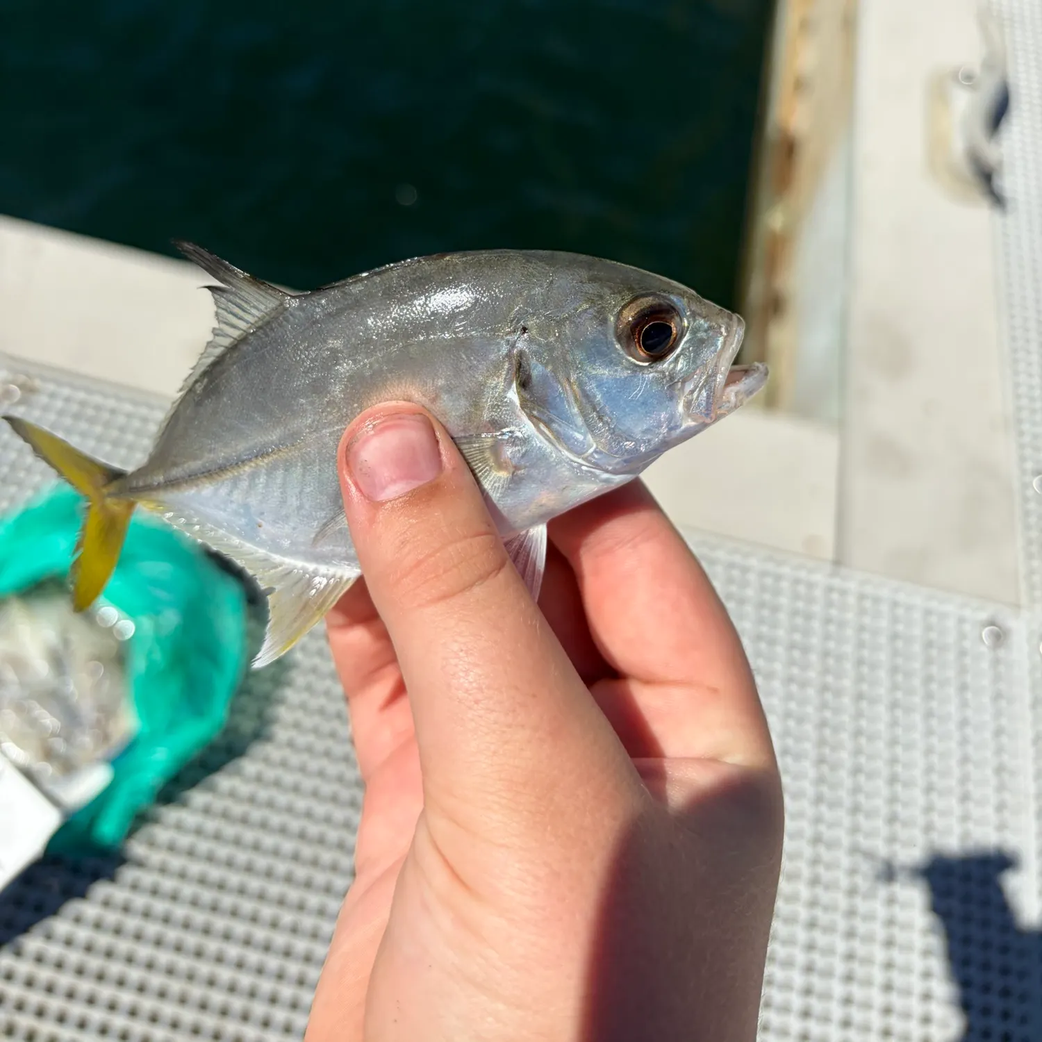 The most recent Horse-eye jack catches on Fishbrain