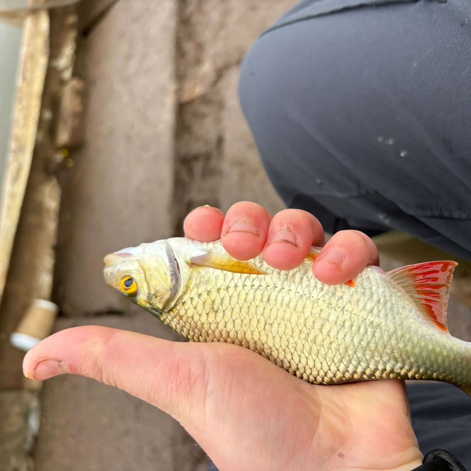 Common rudd caught on Fishbrain