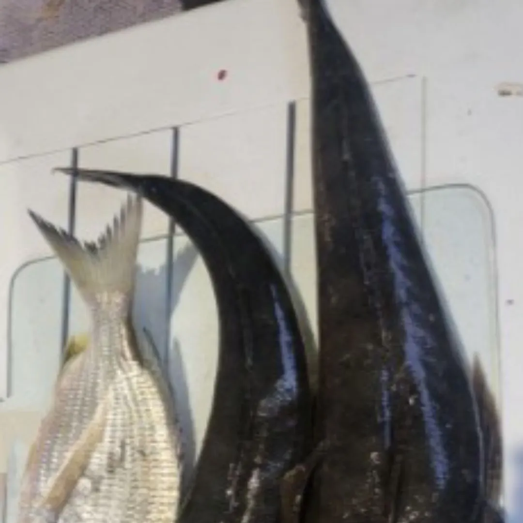 Dusky flathead caught on Fishbrain