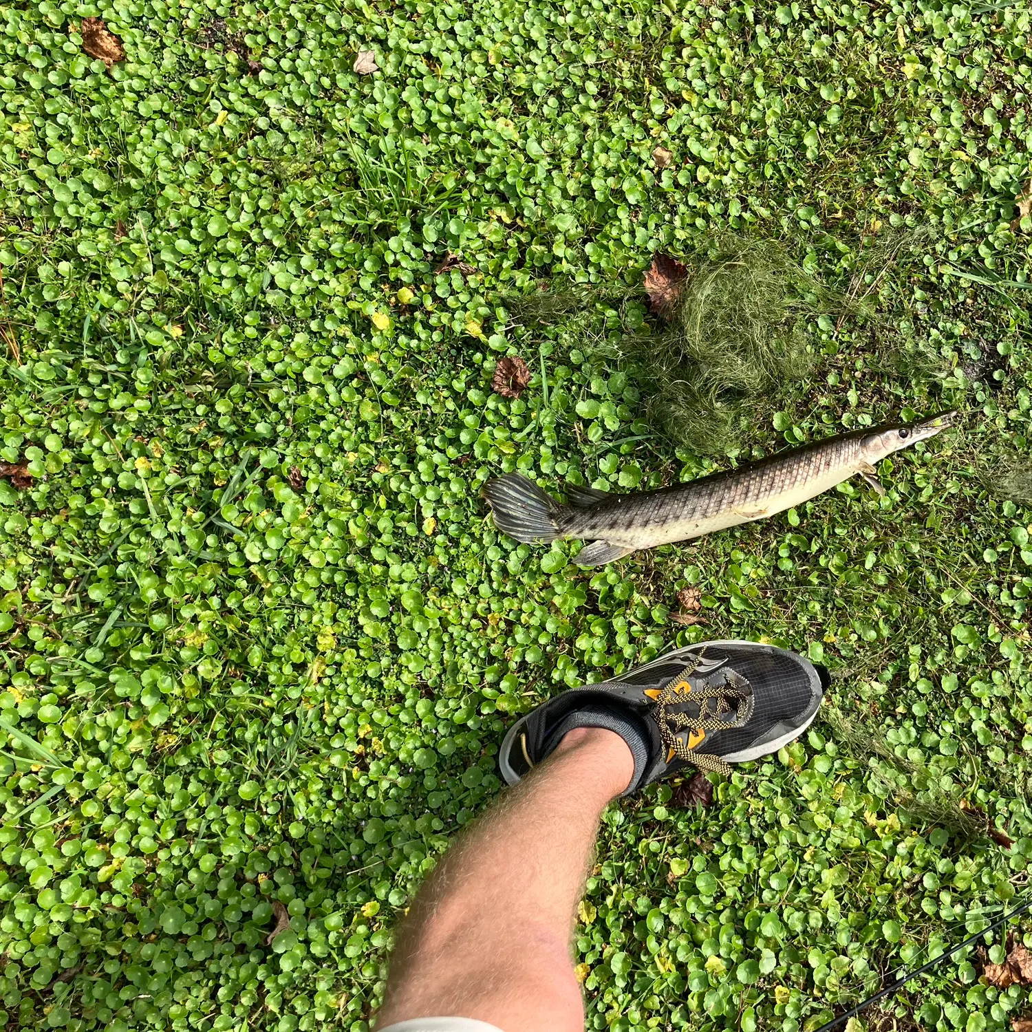 The most recent Florida gar catches on Fishbrain