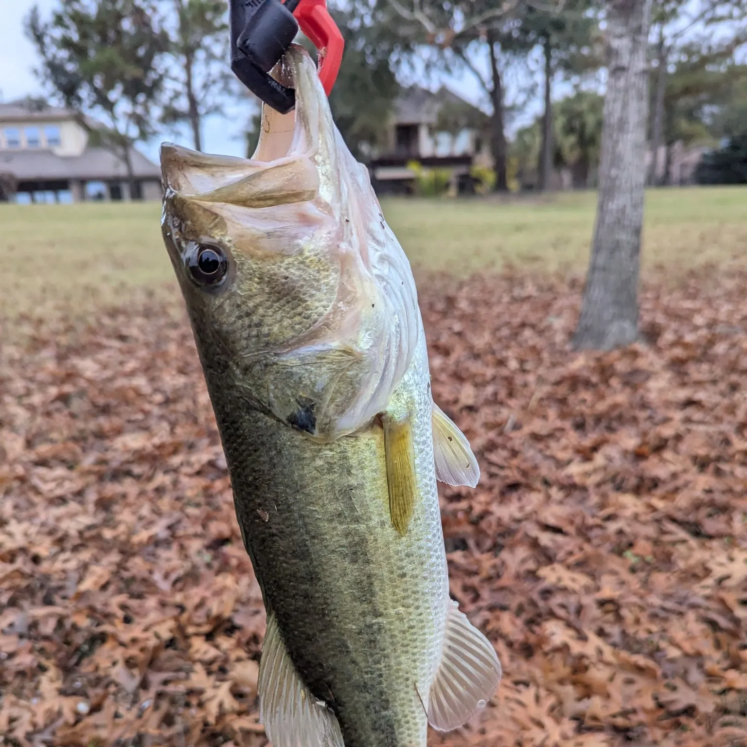 The most recent Largemouth bass catches on Fishbrain