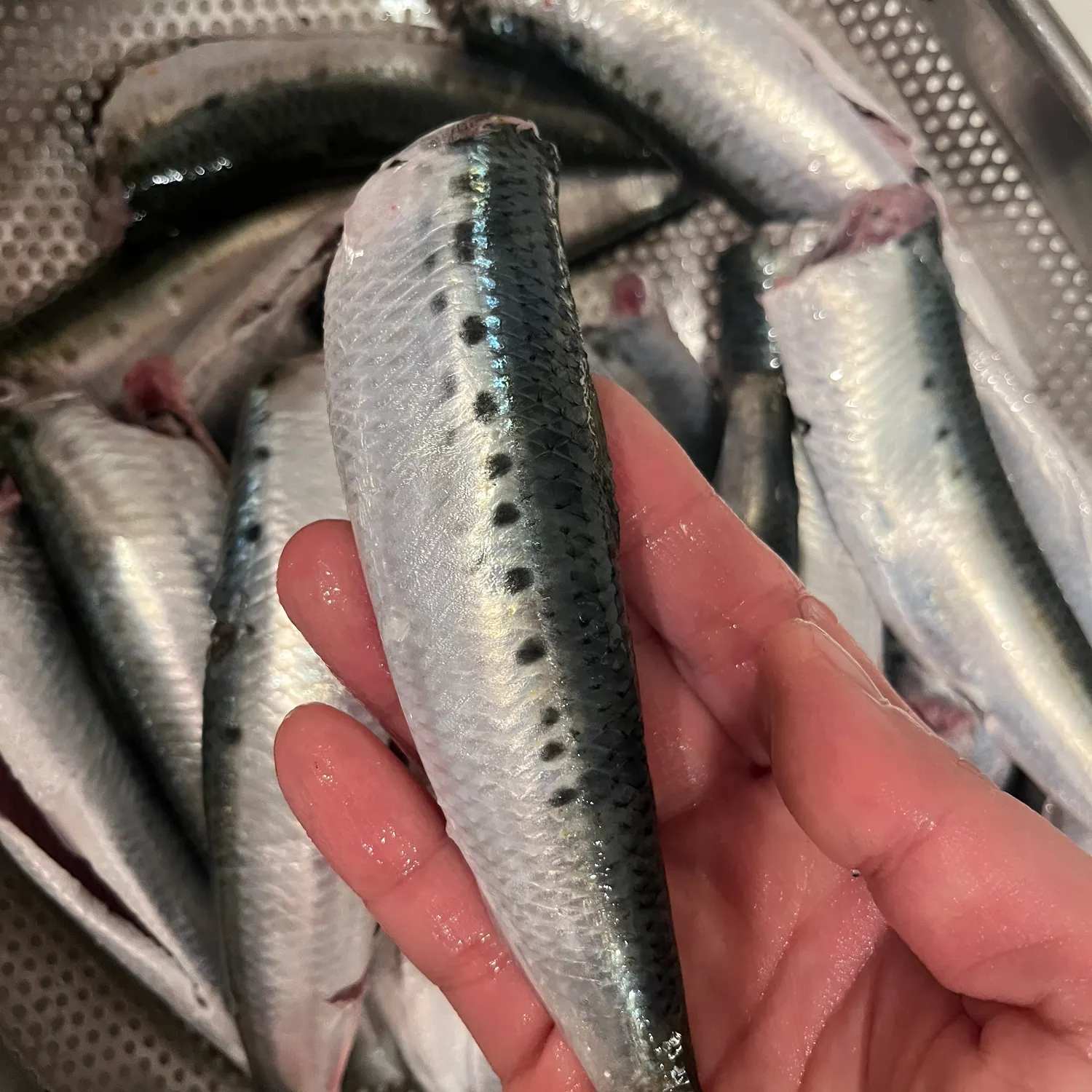 The most popular recent Round sardinella catch on Fishbrain