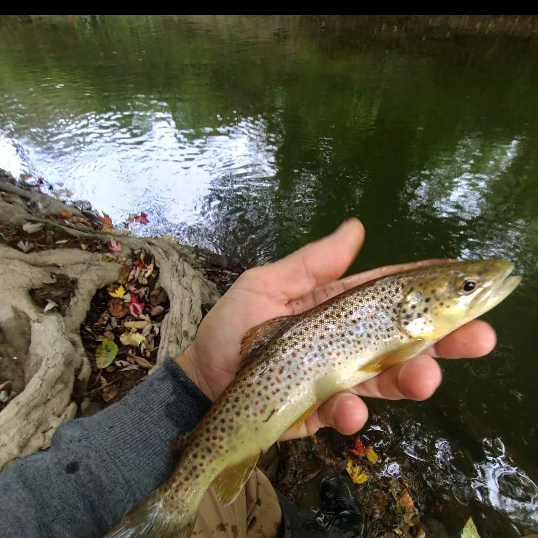 Brown trout caught on Fishbrain