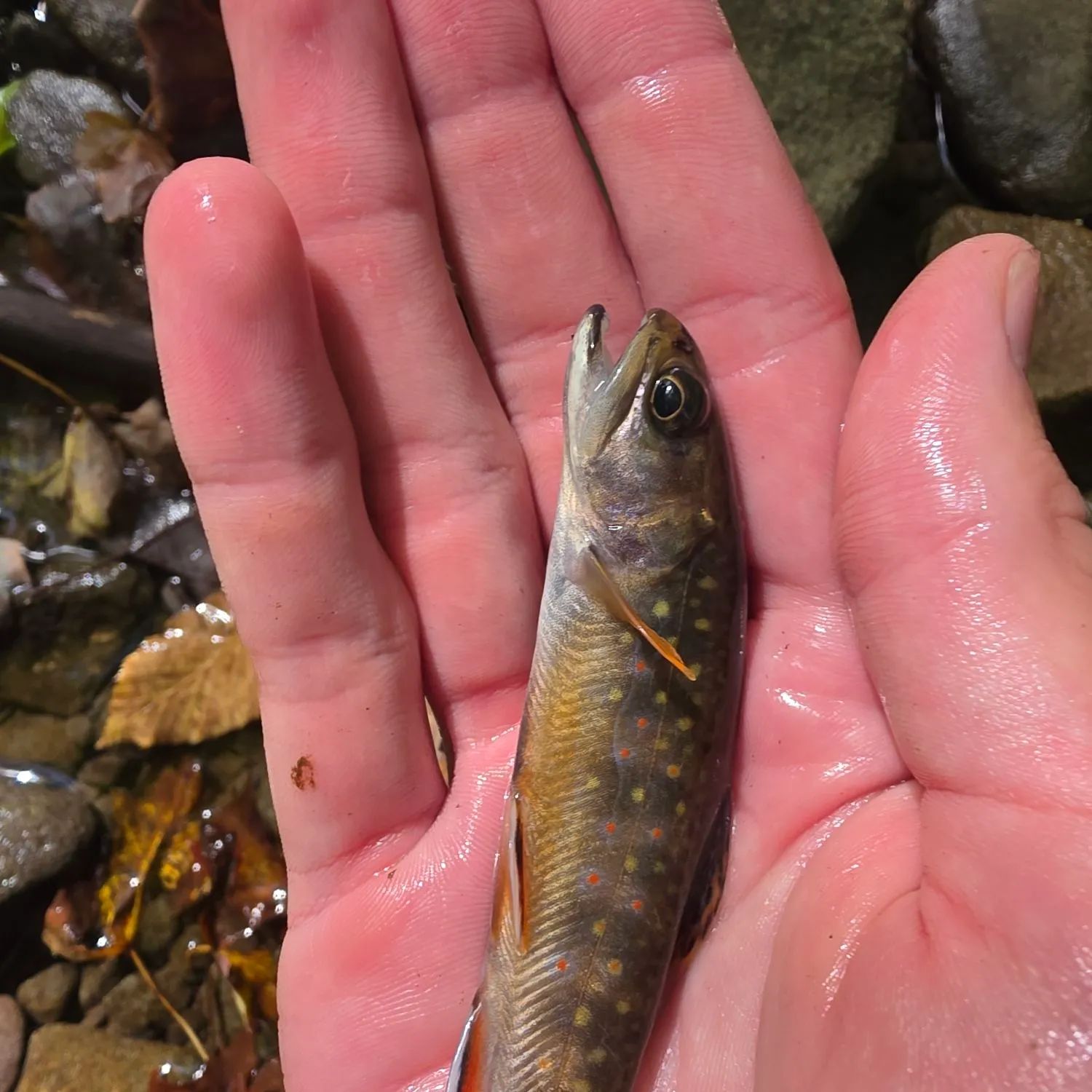 Brook trout caught on Fishbrain