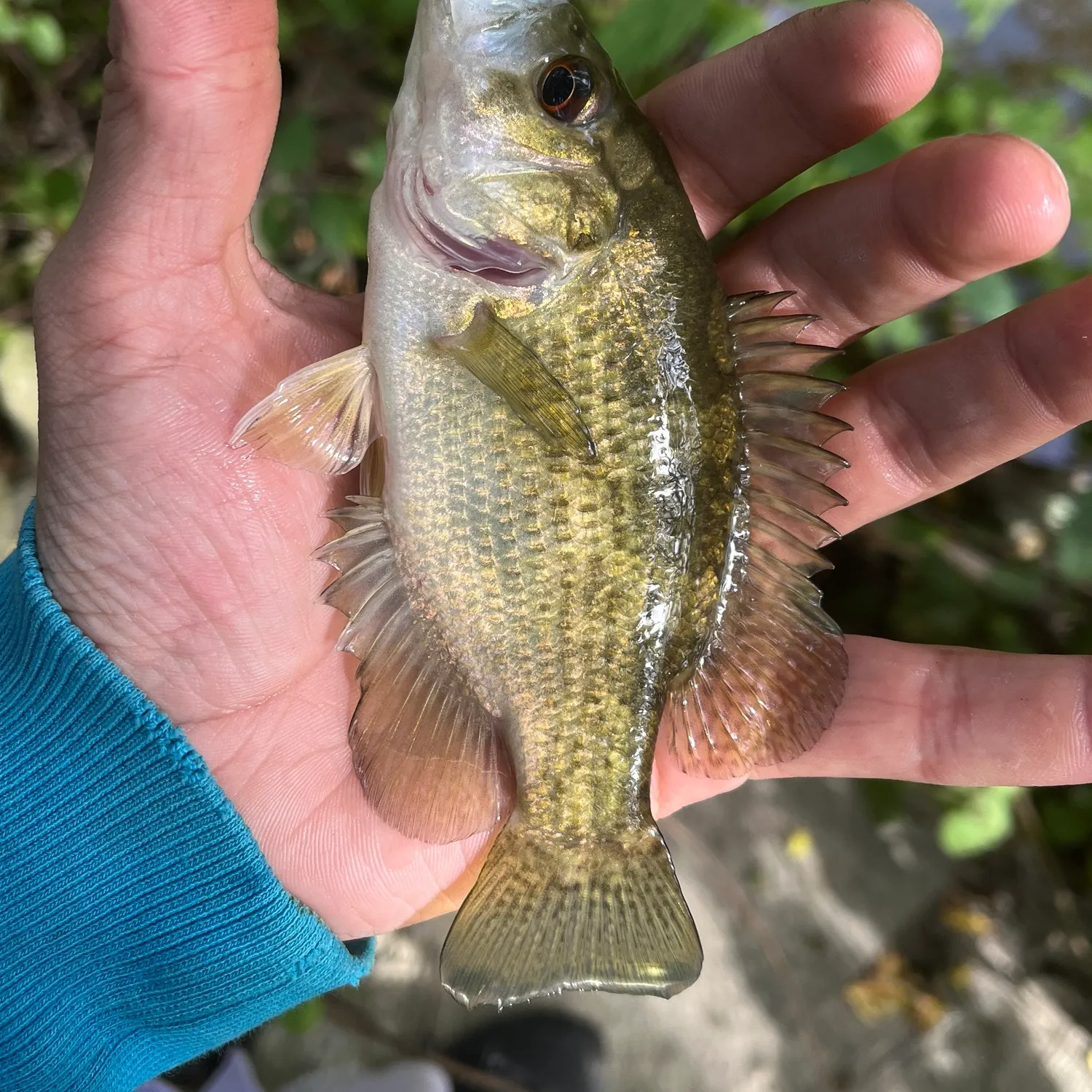 Rock bass caught on Fishbrain