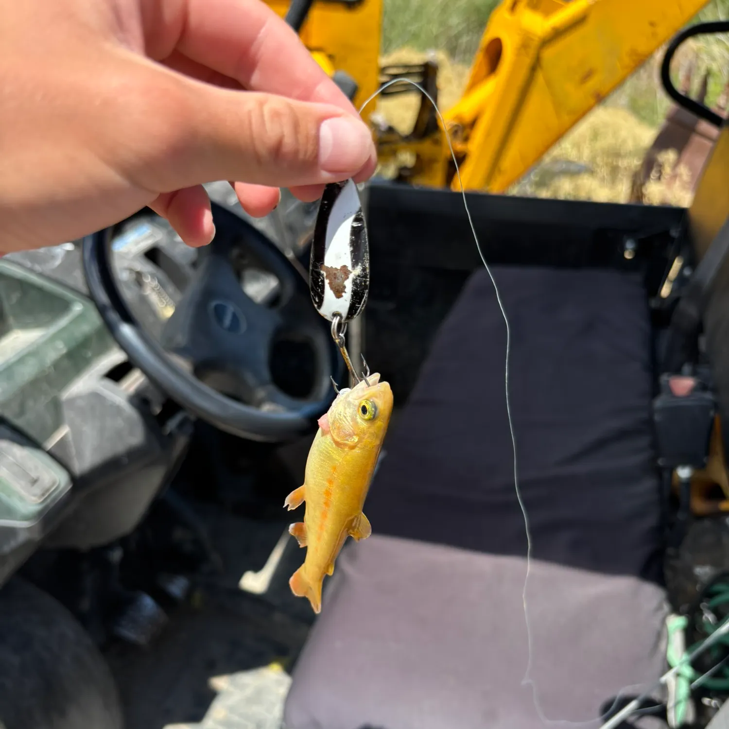 The most recent Golden rainbow trout catches on Fishbrain