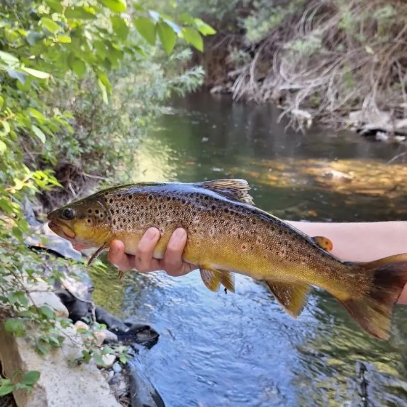 angler catch