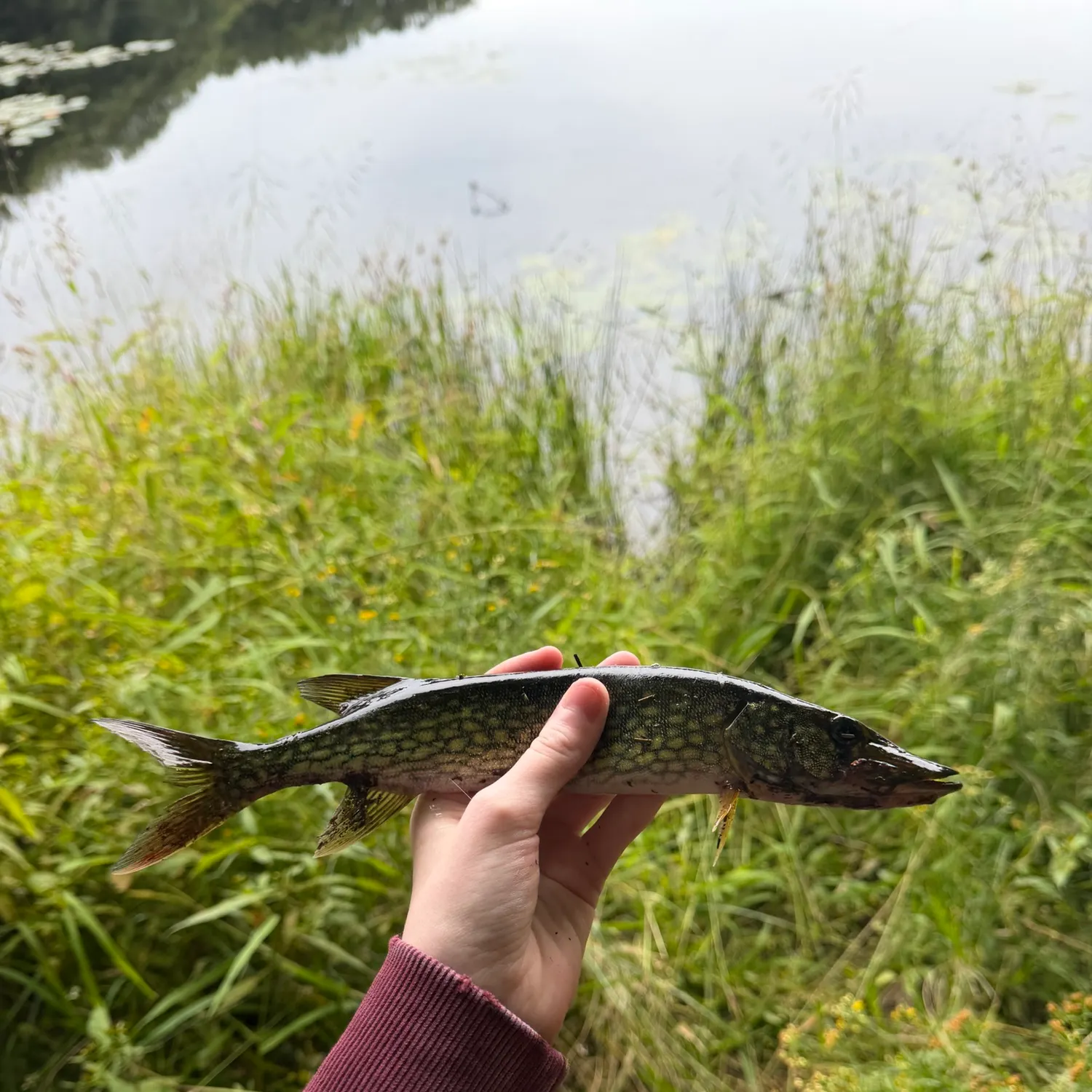 Chain pickerel caught on Fishbrain