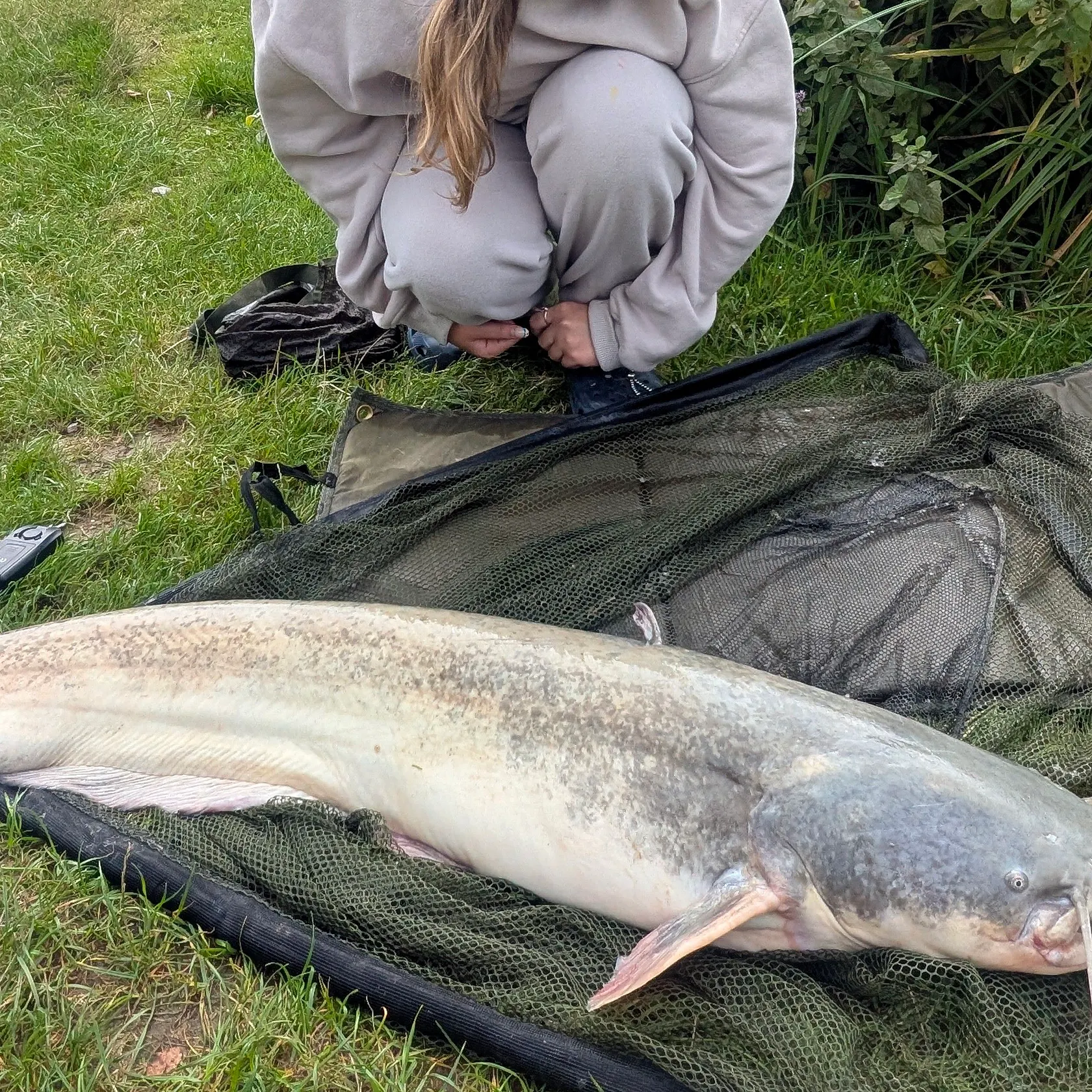 Wels catfish caught on Fishbrain