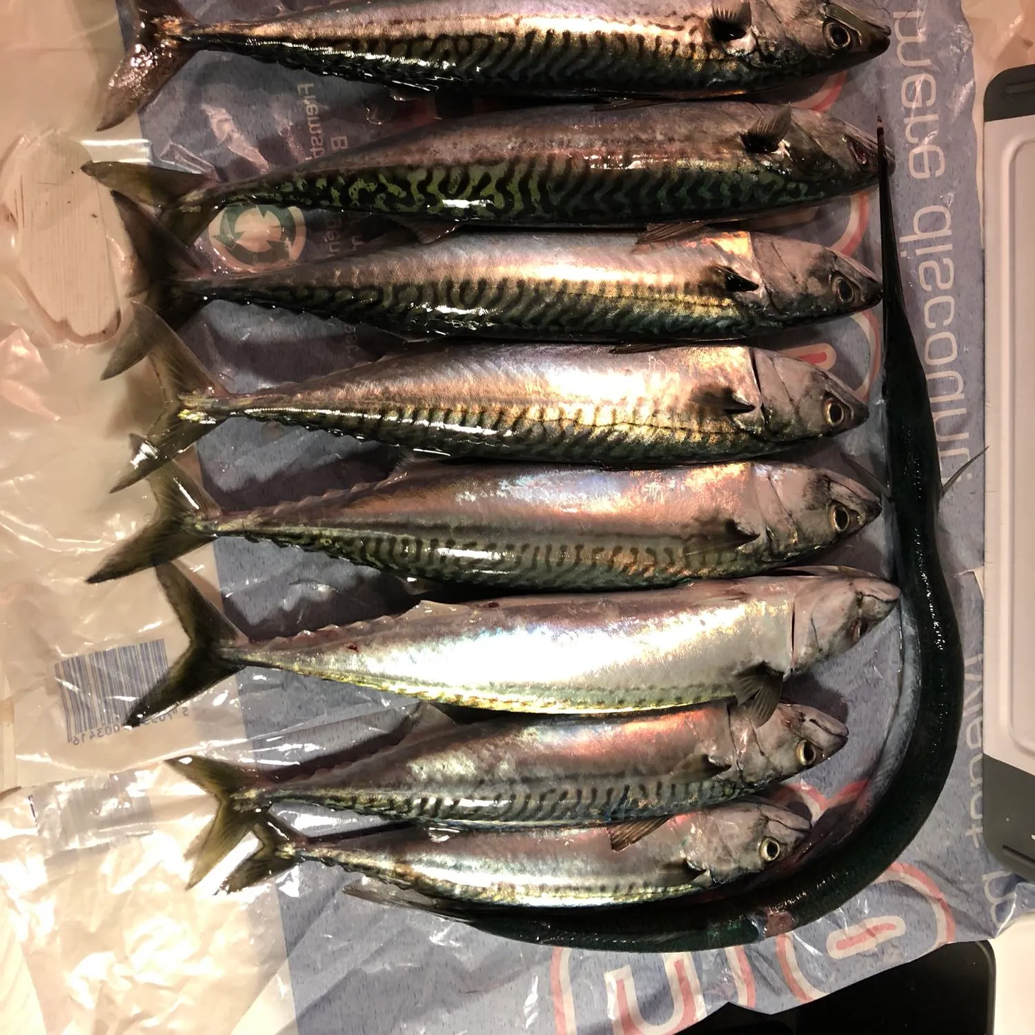 recently logged catches